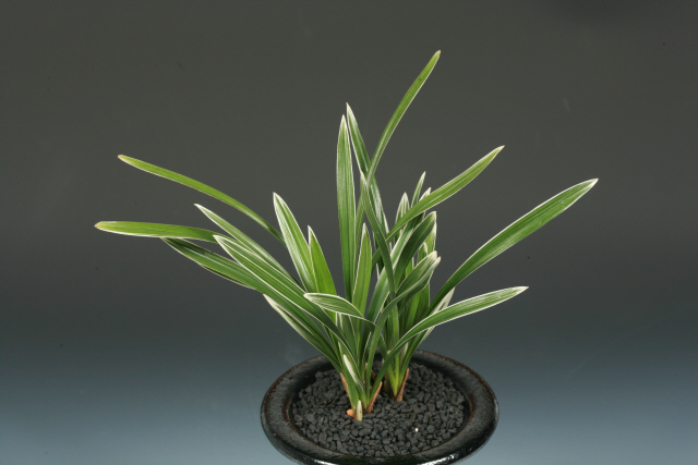 우수상(함평군수상)-복륜(파운)-김란님