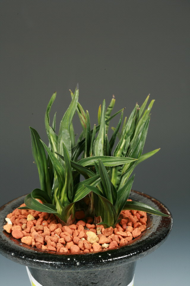 특별상(한산연회장상)-수정중투-안중섭