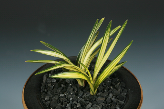 우수상(산림청장상)-중투호(사천왕)-신상근