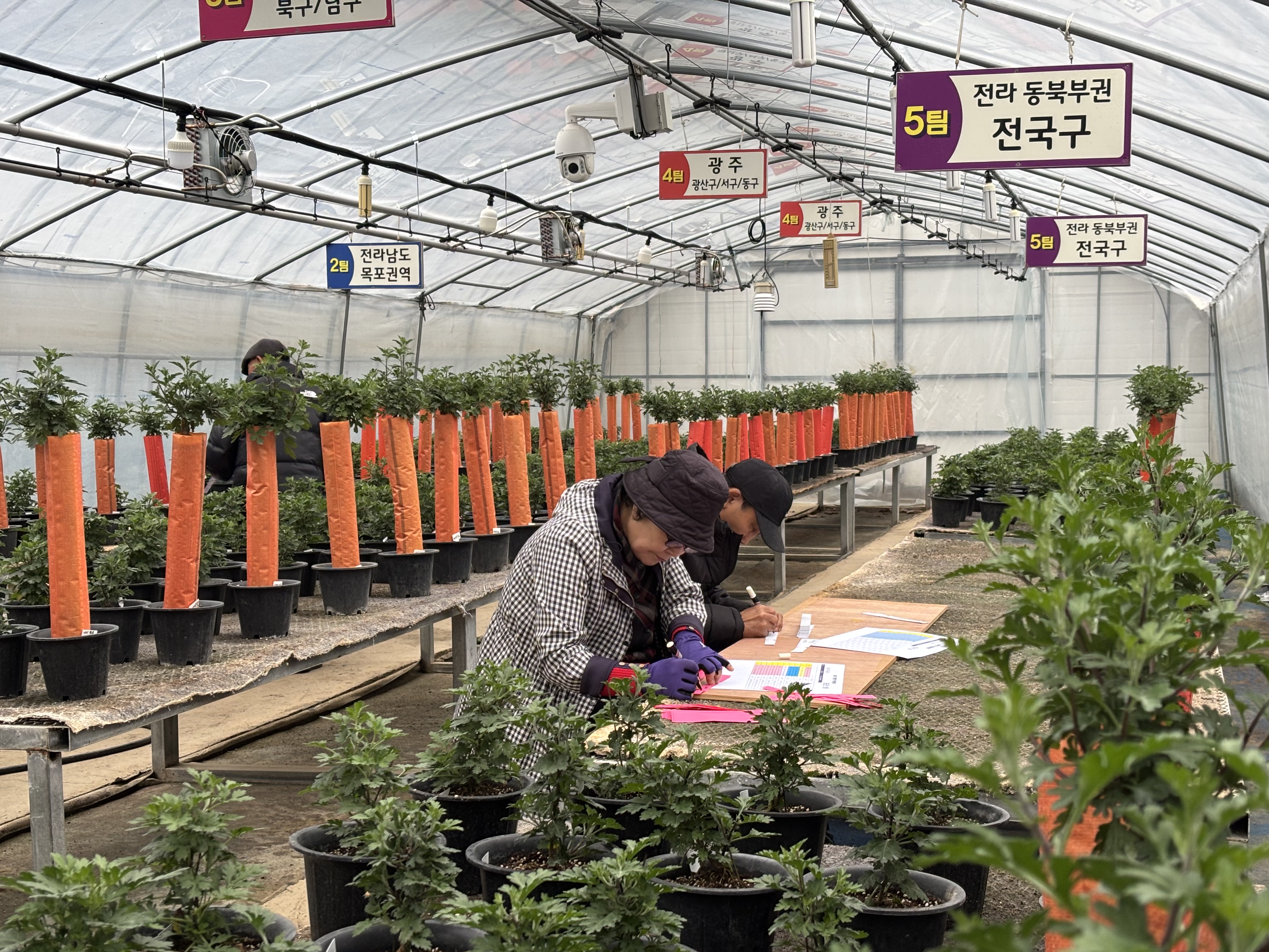 “멈추지 않는 국화 사랑” 함평군, ‘대한민국 국화동호회’ 분재교육 개강식 성료