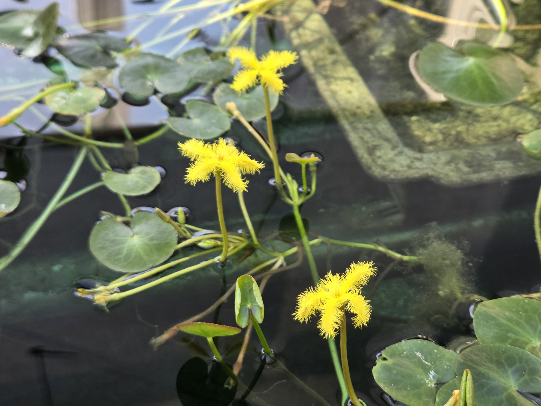 “봄꽃 구경 오세요”…함평자연생태공원, 새봄맞이 야생화 활짝