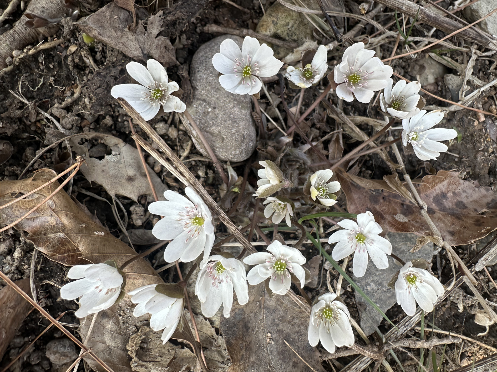 “봄꽃 구경 오세요”…함평자연생태공원, 새봄맞이 야생화 활짝