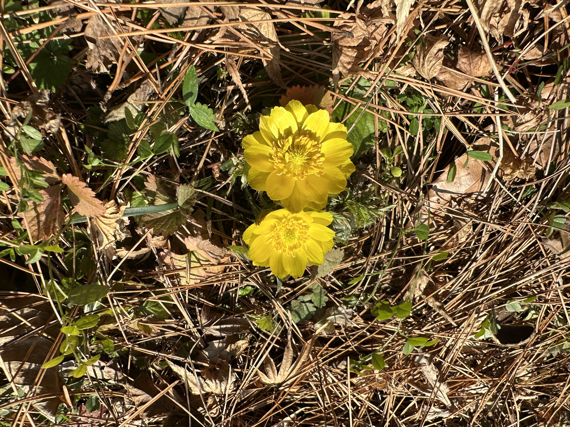 “봄꽃 구경 오세요”…함평자연생태공원, 새봄맞이 야생화 활짝