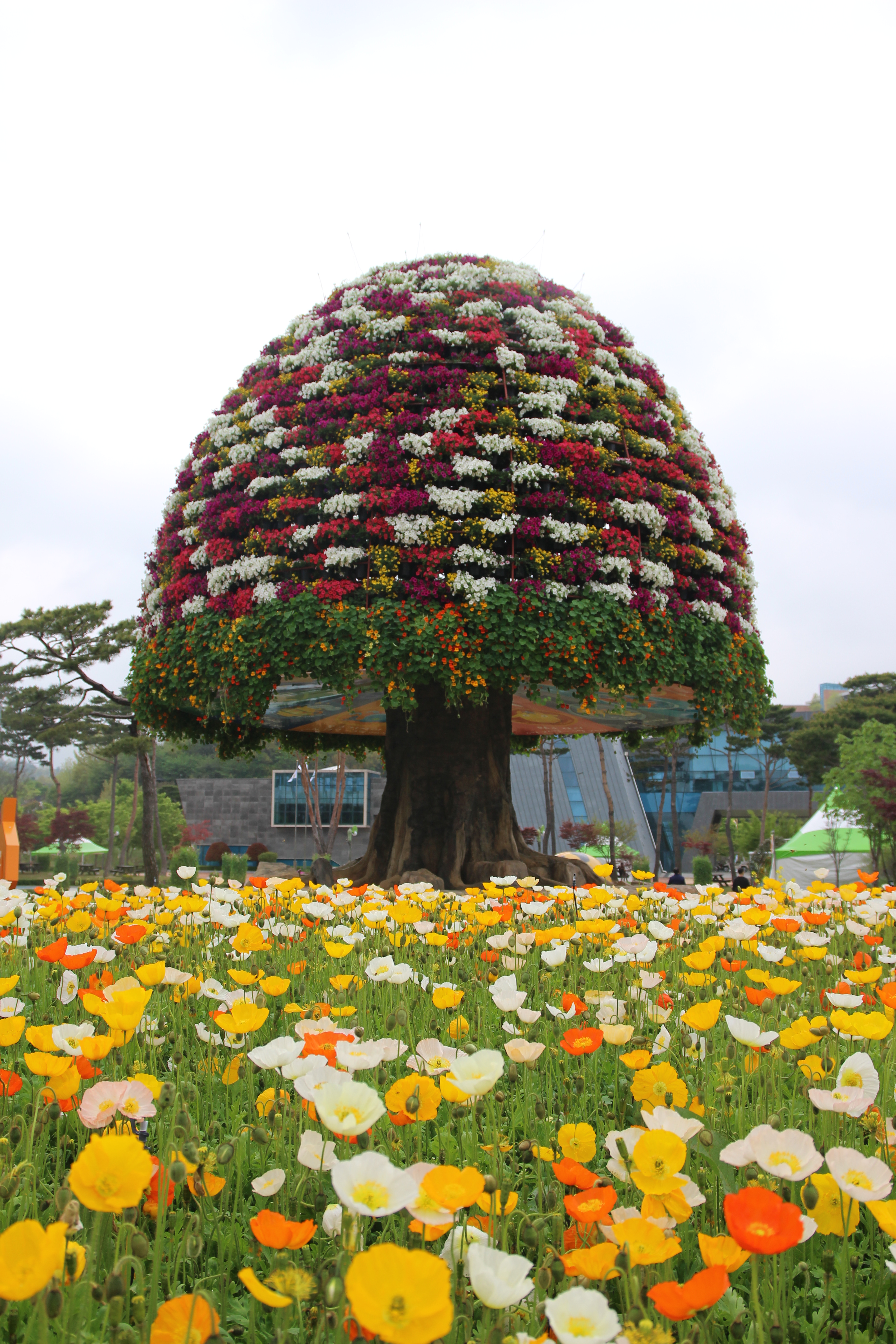 함평나비축제10