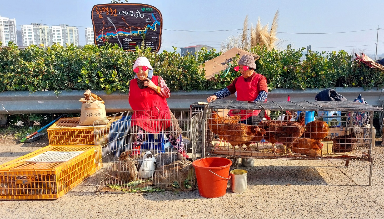 토끼와 닭파는 할머니