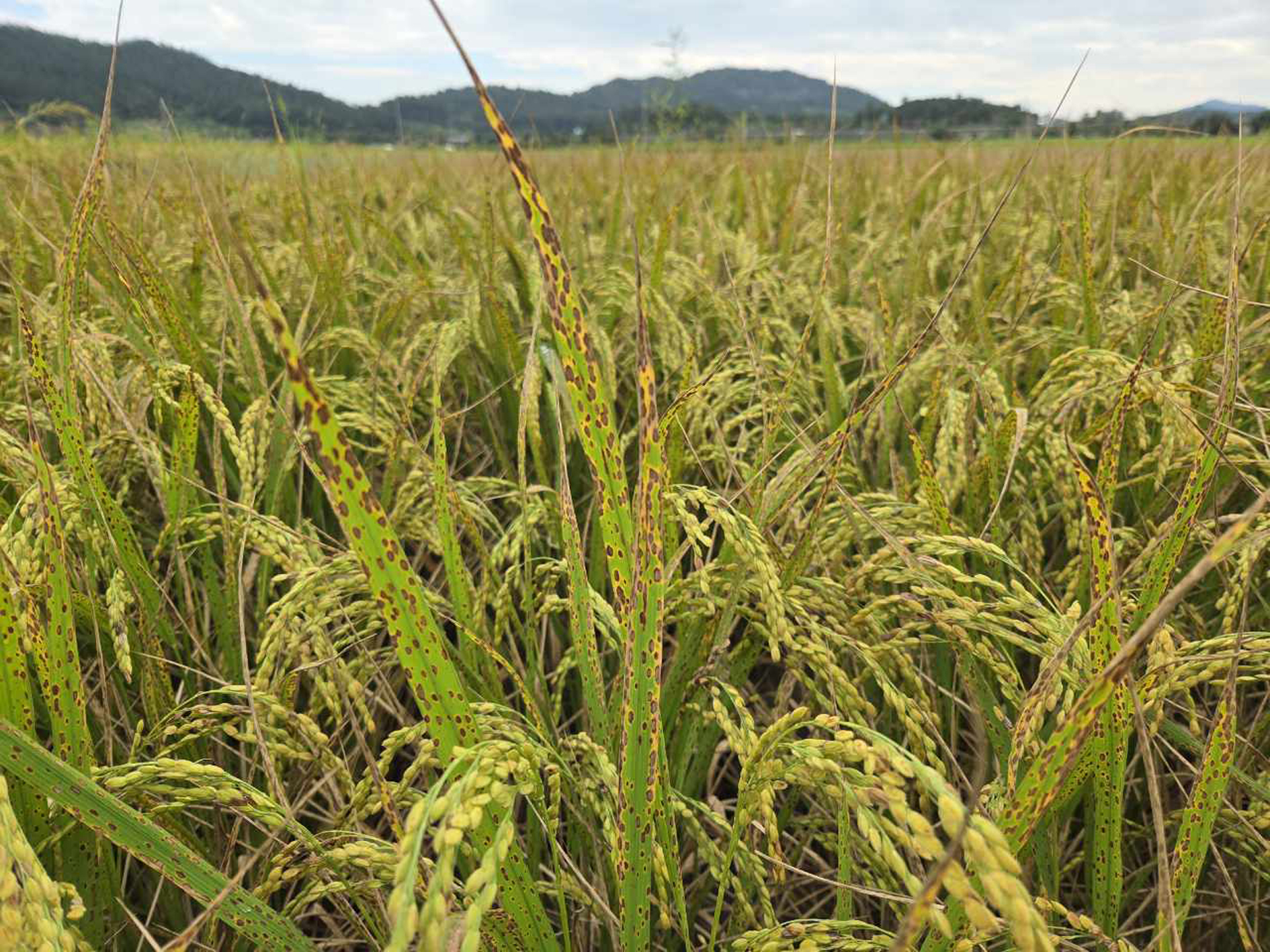 함평군, 벼 ‘깨씨무늬병’ 선제적 예방 철저 당부