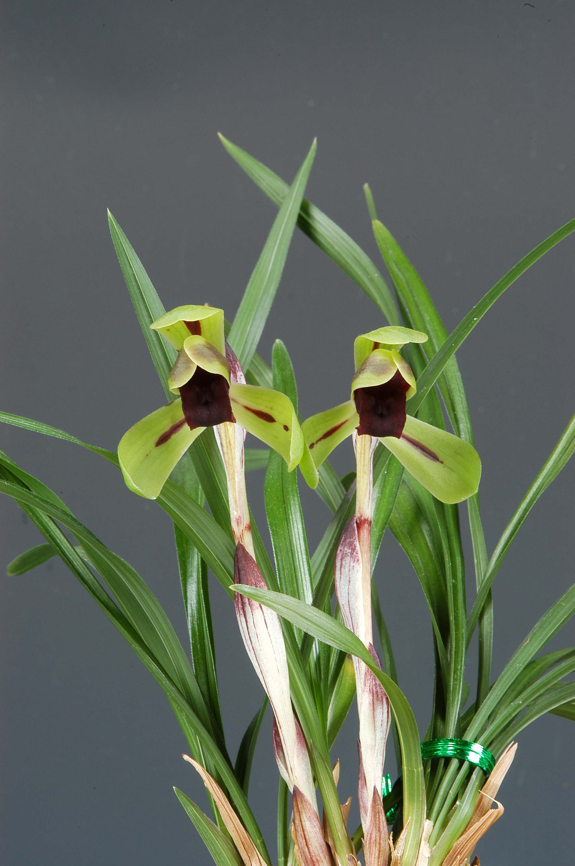 특별상-색설화-장판득