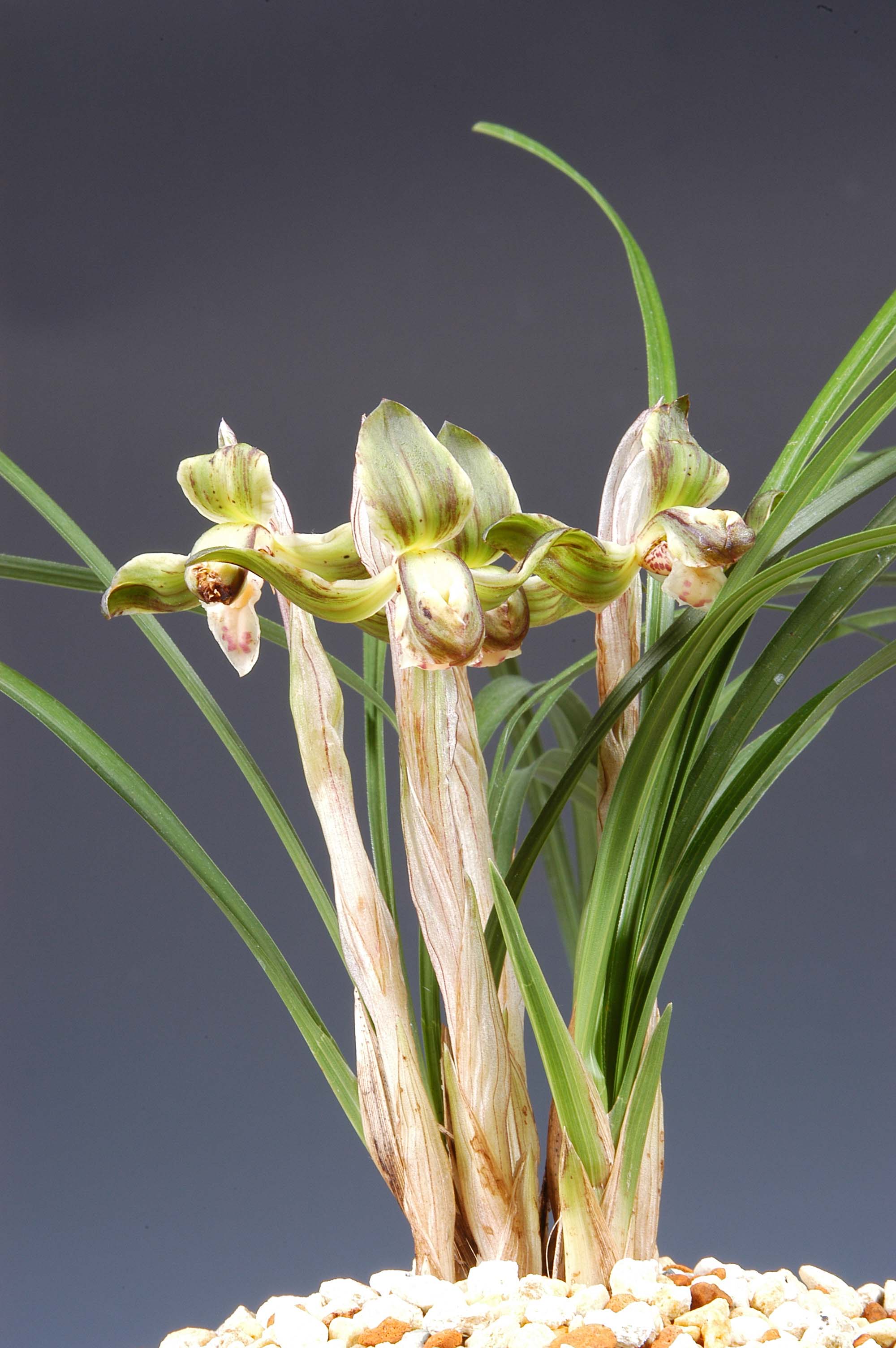 특별상-기화-이희주