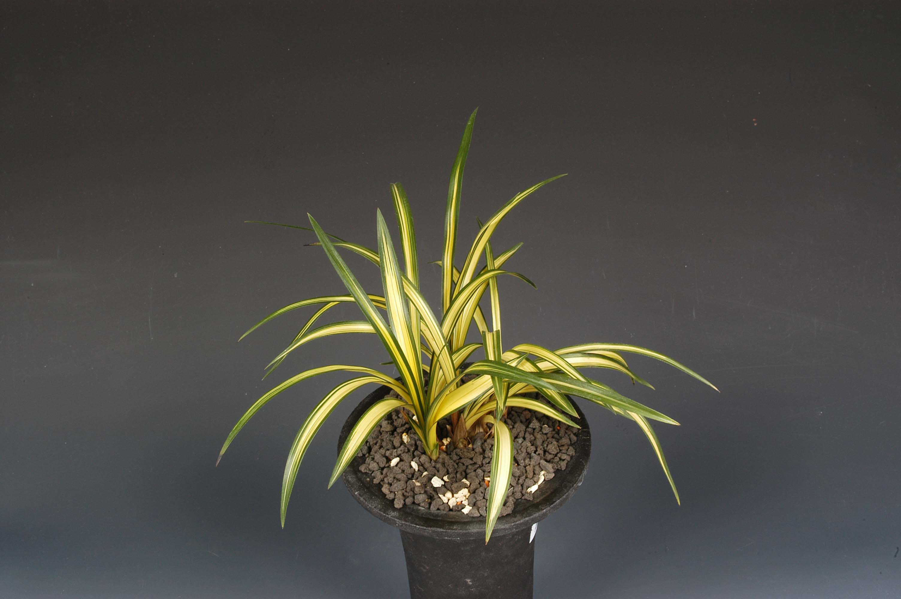 우수상(엽예)-정길호