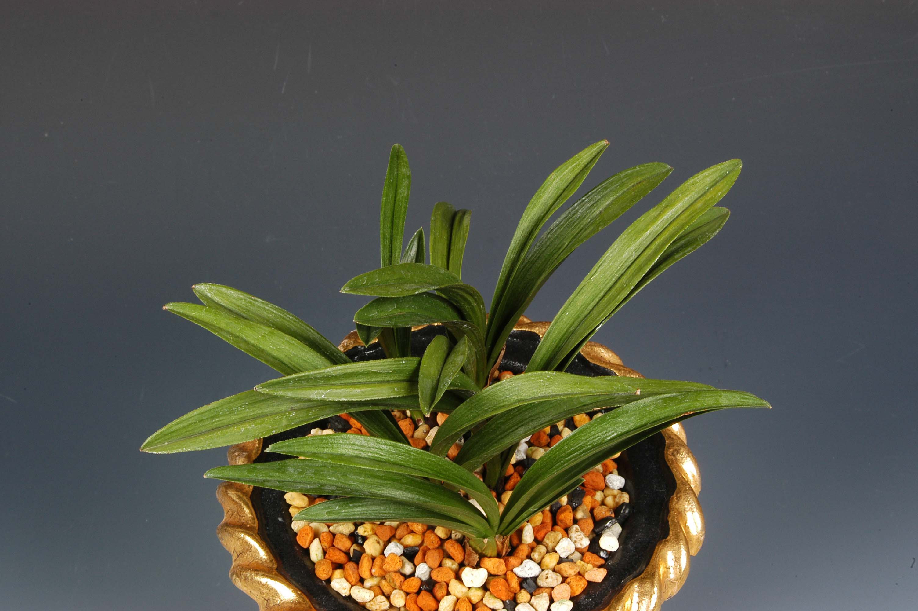 특별상-단엽-양창섭