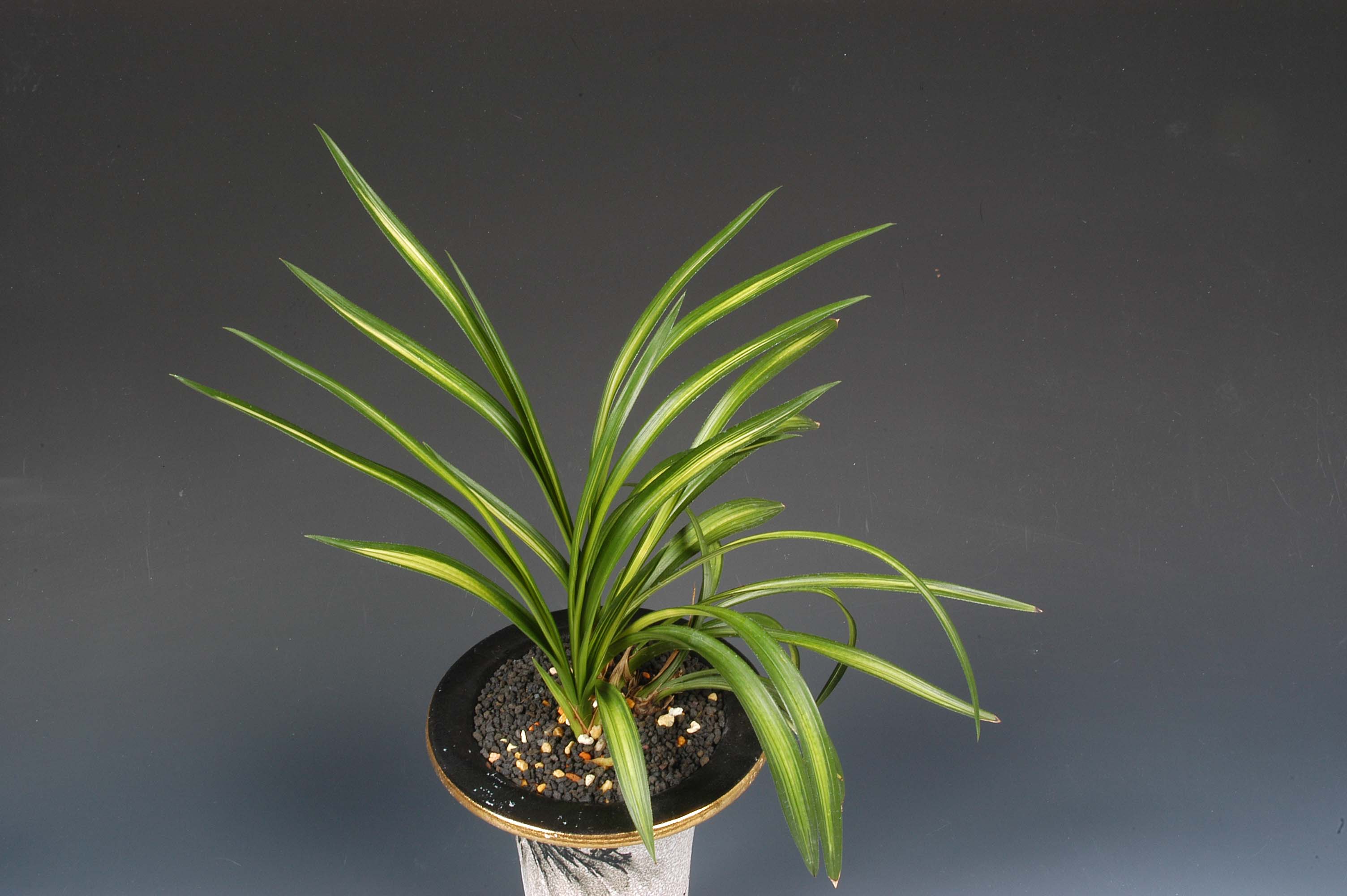 특별상-산반중투-홍대표