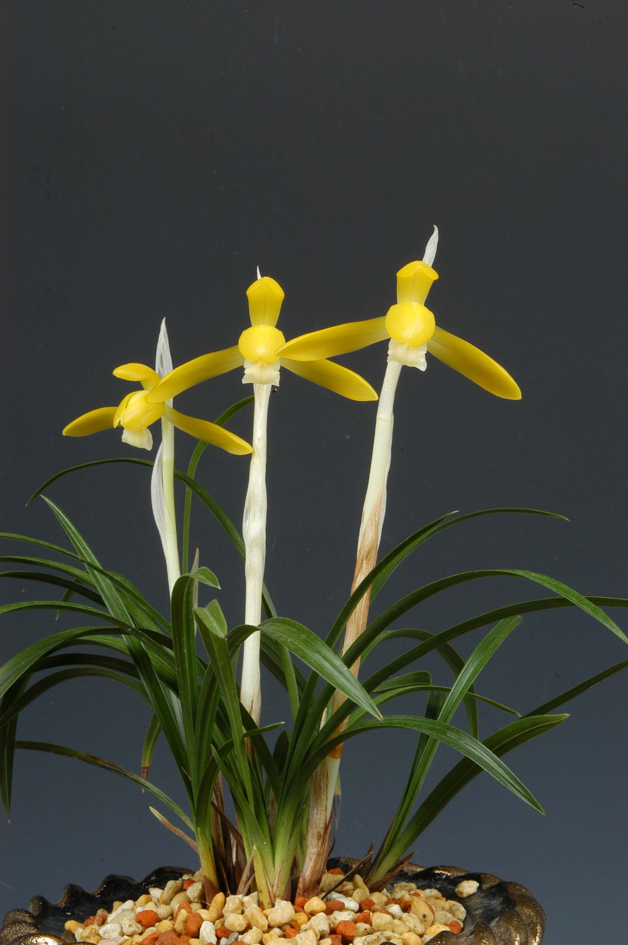 대상-황화소심-임성재