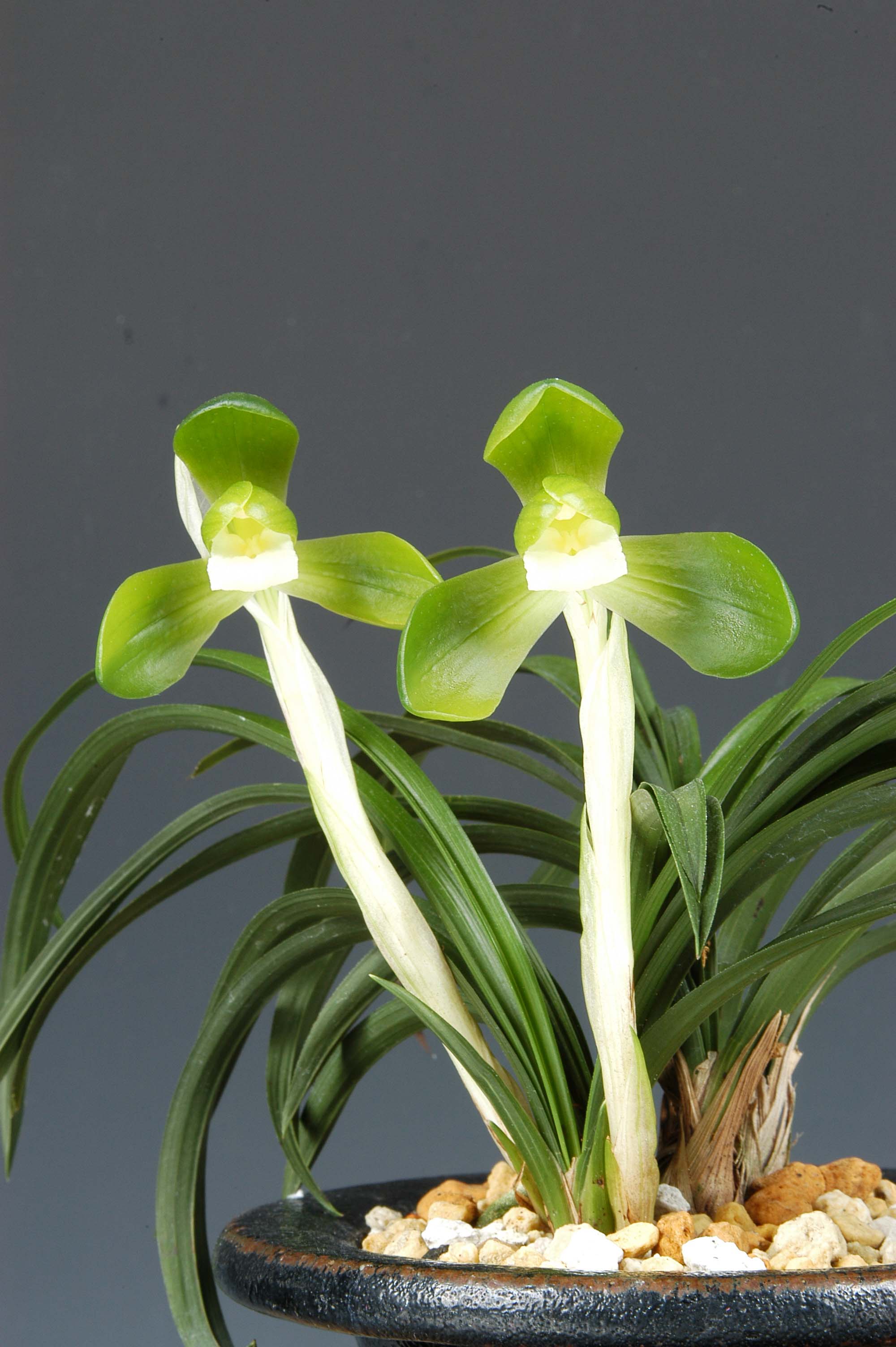 특별상-소심-박준형