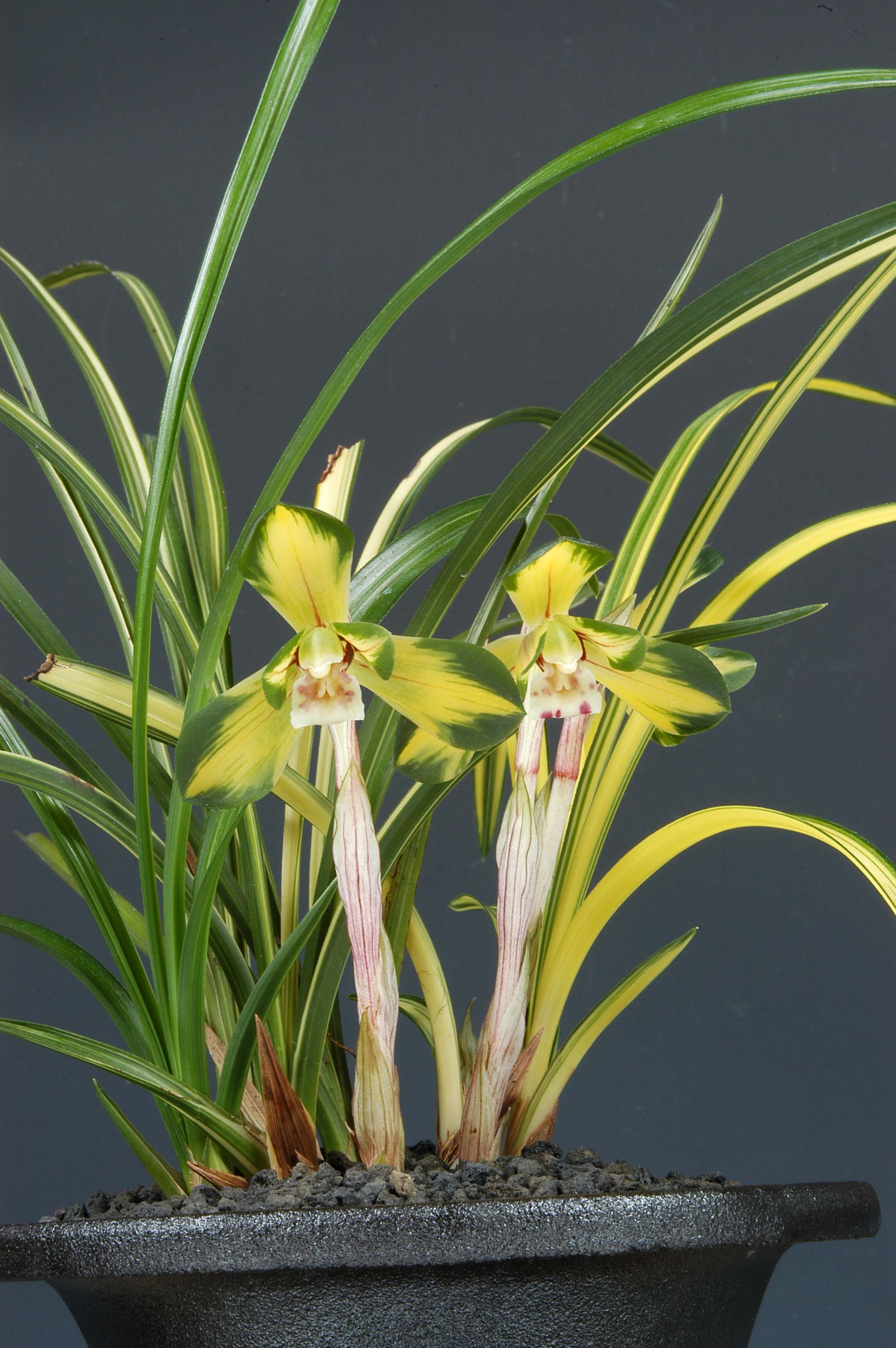 최우수상-중투화(무삼국)-손세운