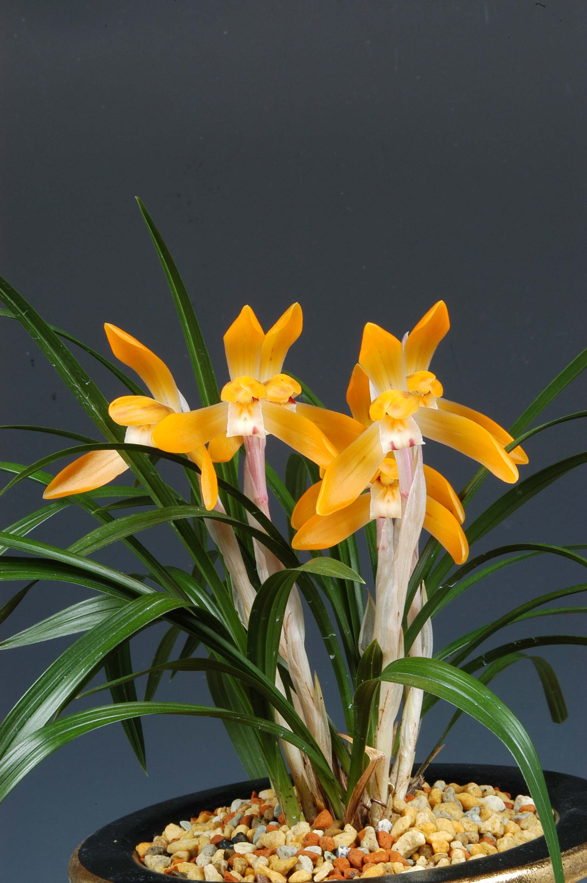 특별상-주금화-조창희