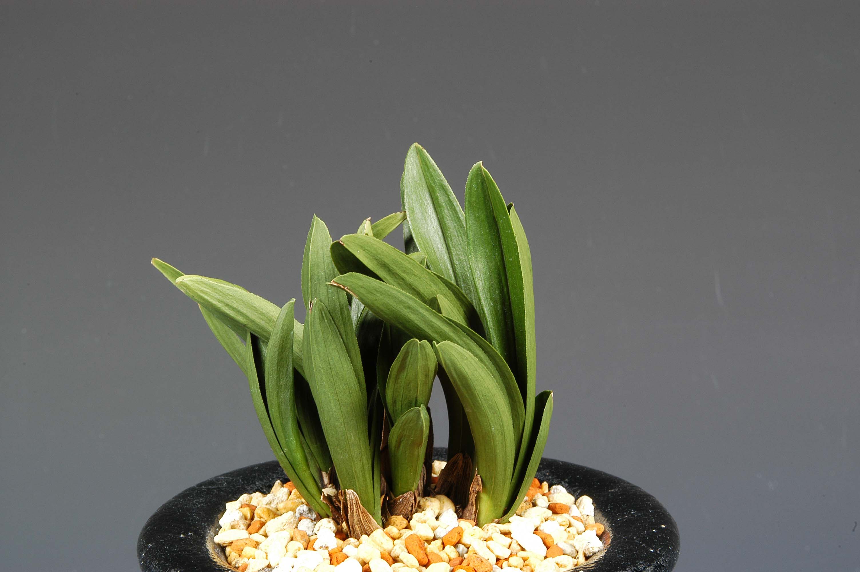 최우수상(엽예)-단엽-이수연