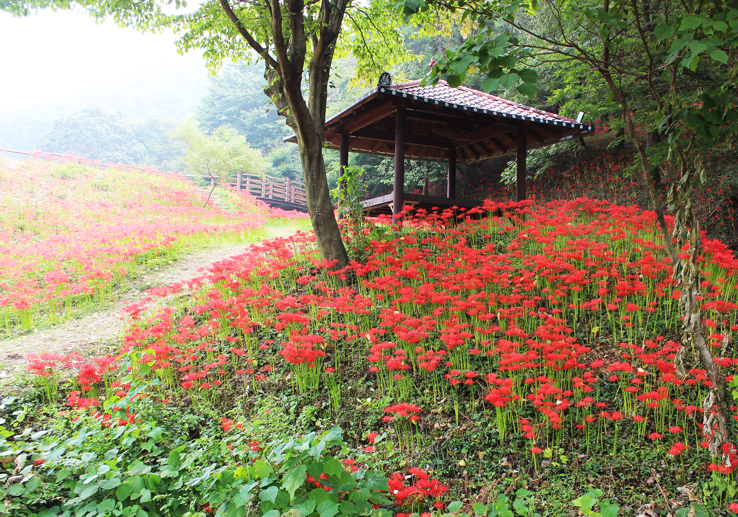 꽃무릇 큰잔치2