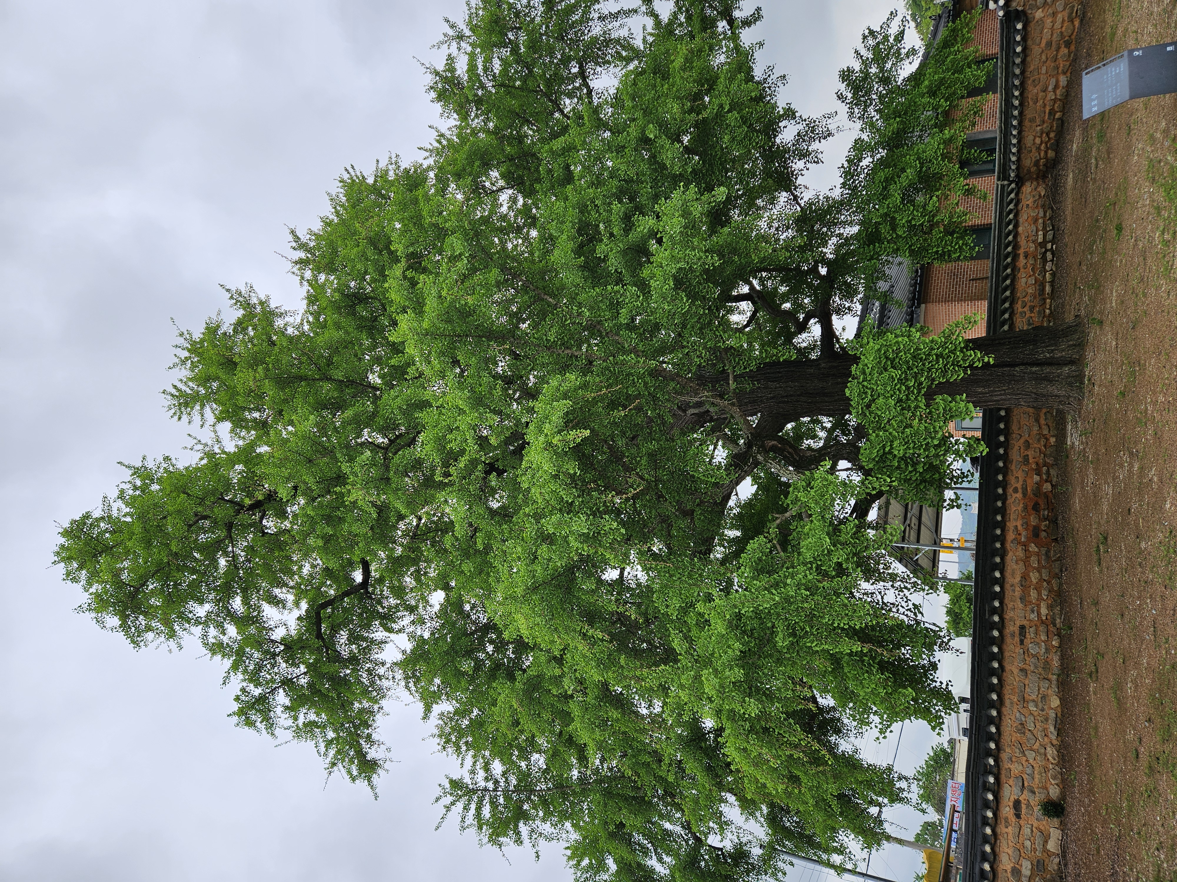 함평향교 450년된 은행나무