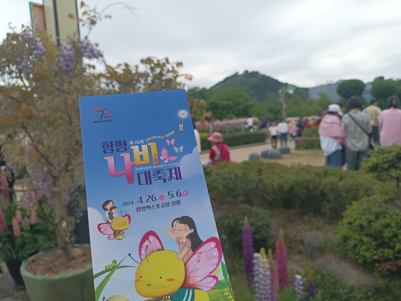 함평의 나비축제에도 봄이한가득