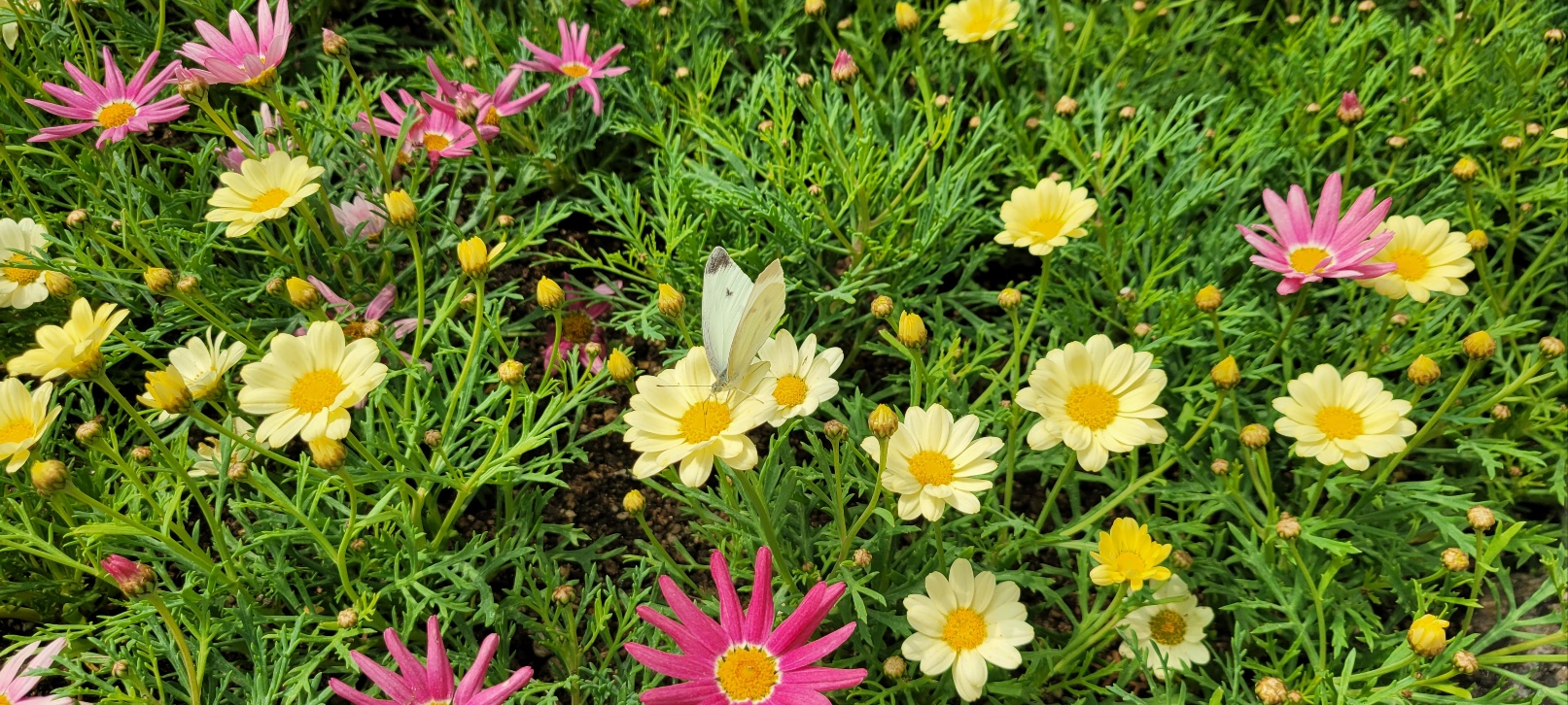 2025 함평나비축제에 가다