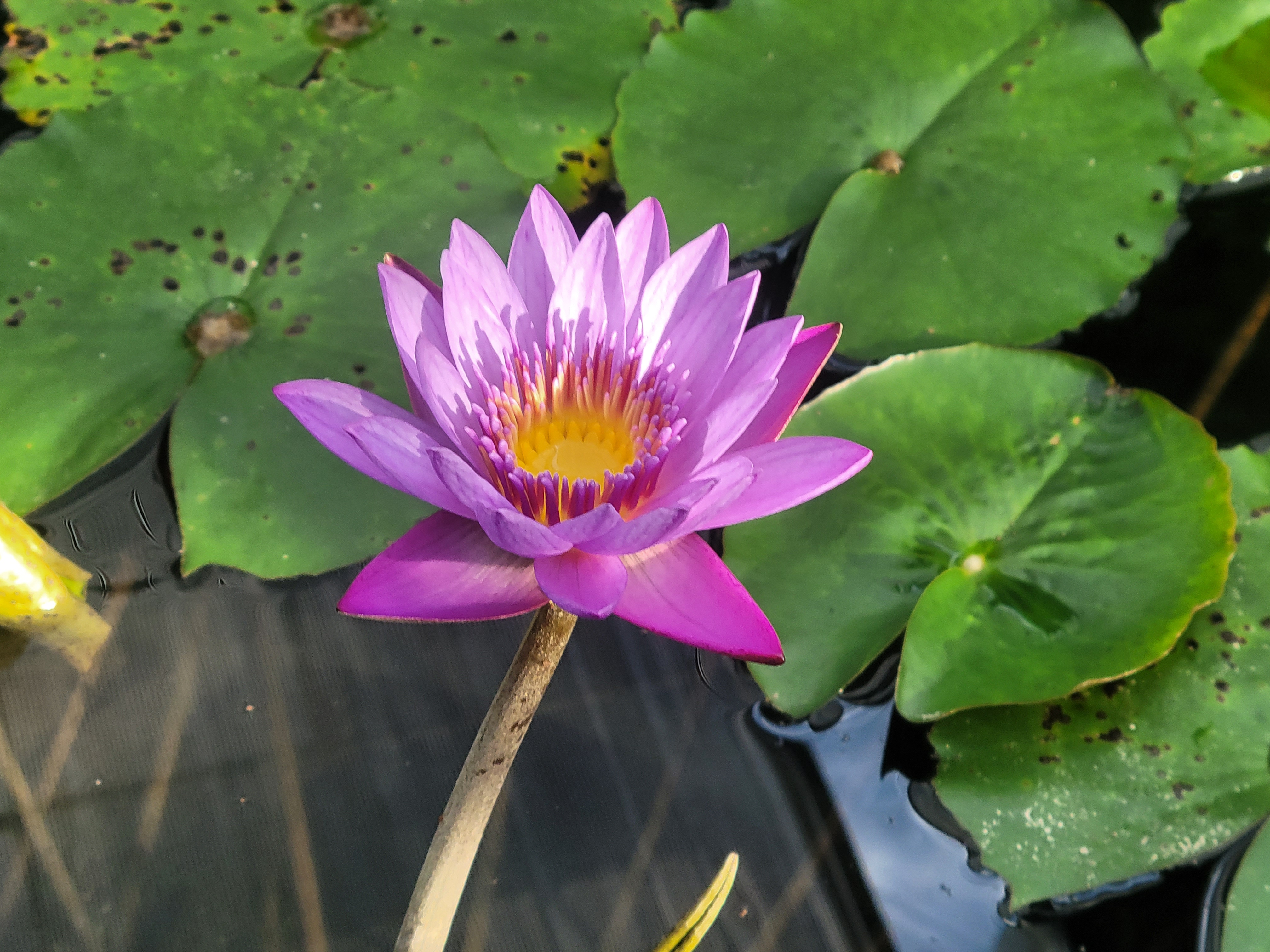 함평 국향 대전