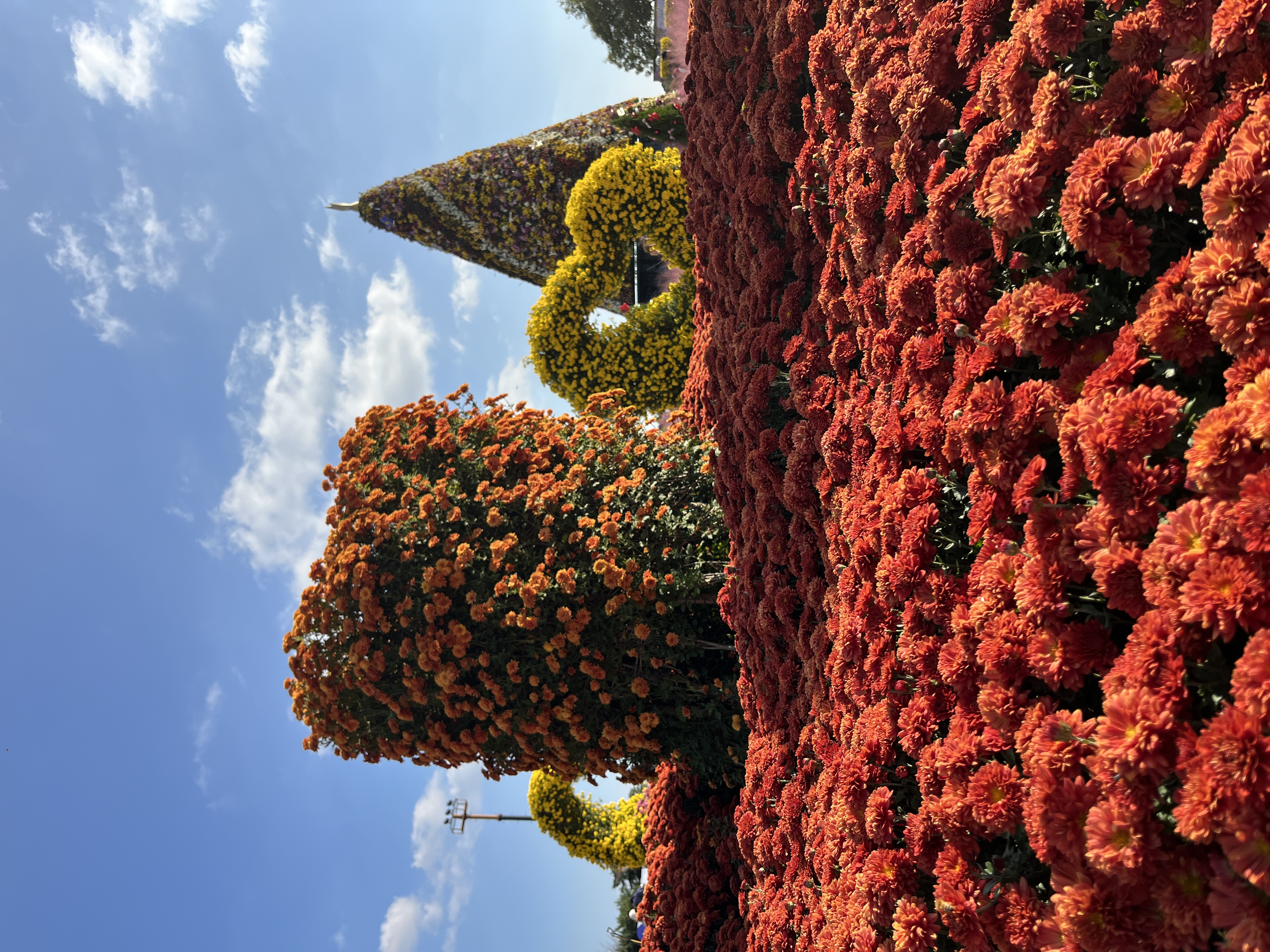 함평나들이(국향대전과 황금빛 노을)