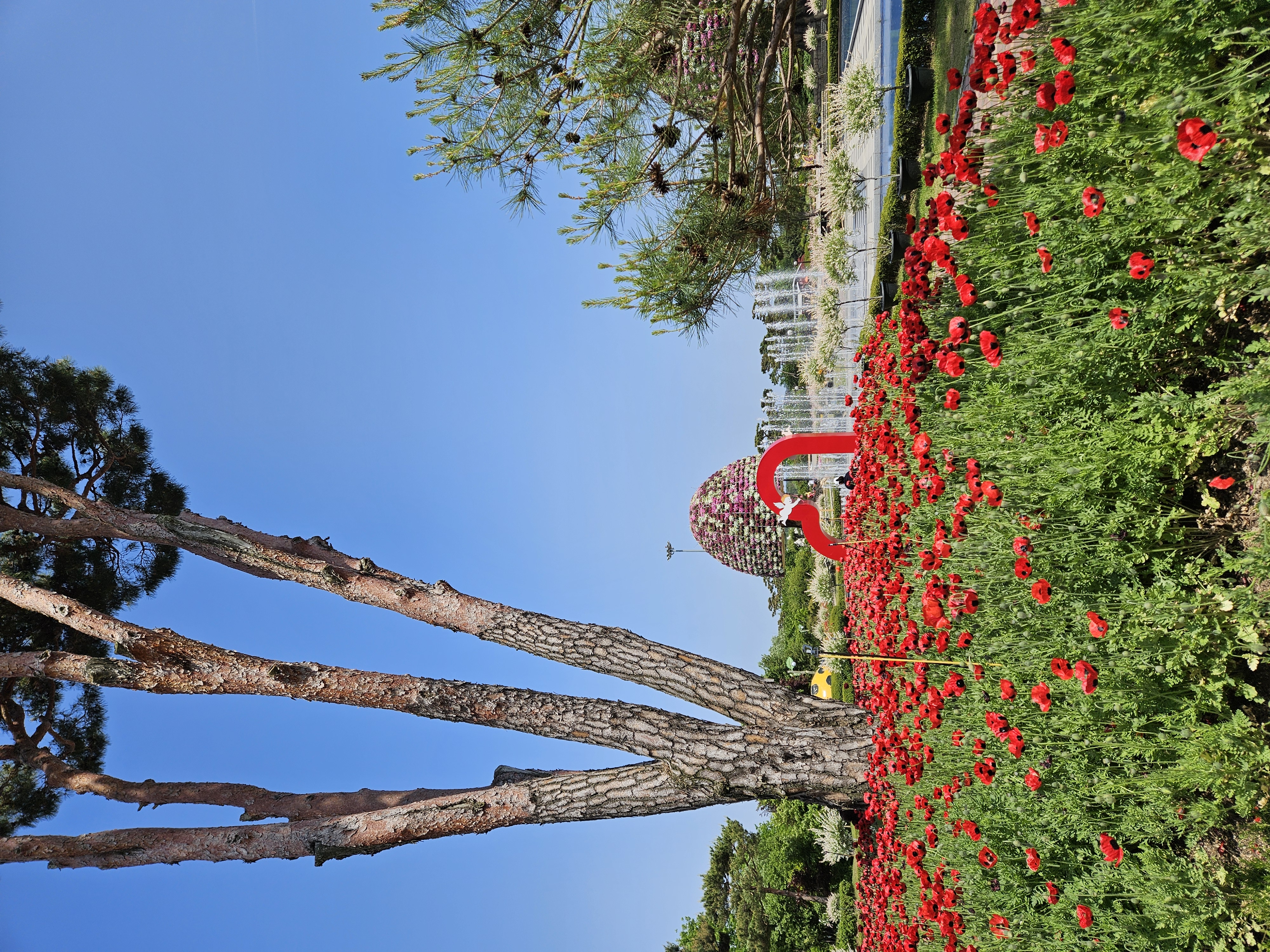 엑스포공원 양귀비