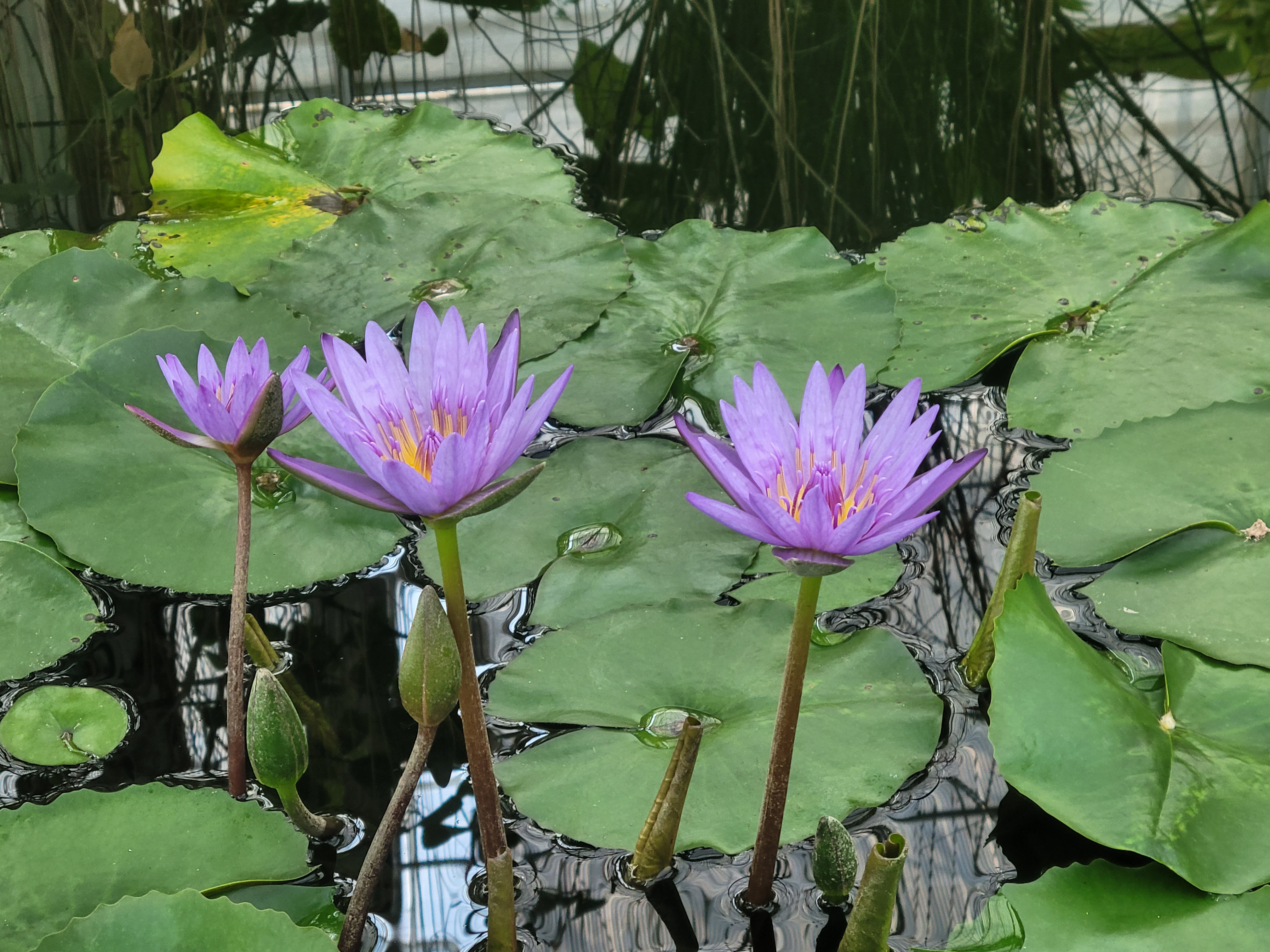 함평 국향 대전