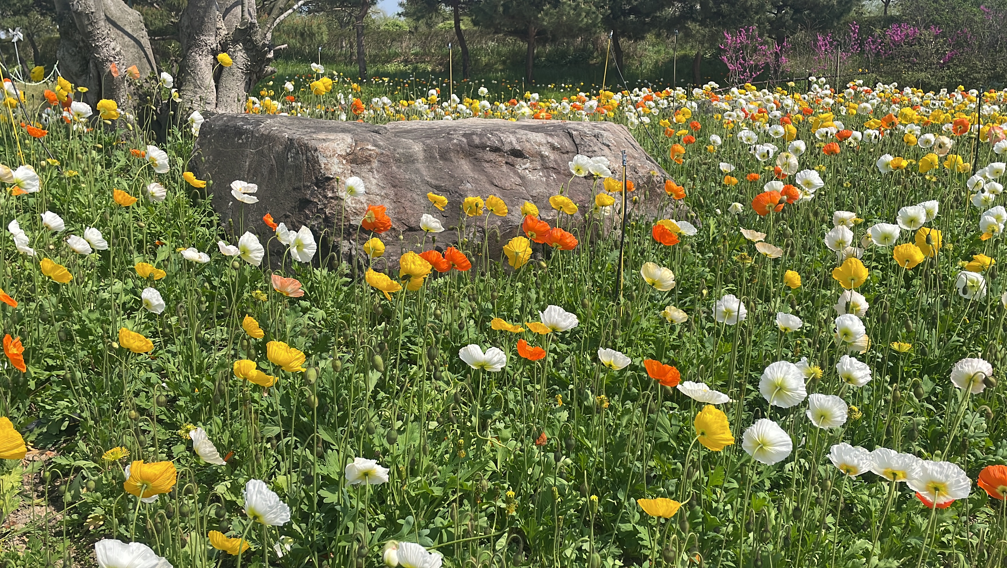 봄봄함평 관광후기이벤트!🐝