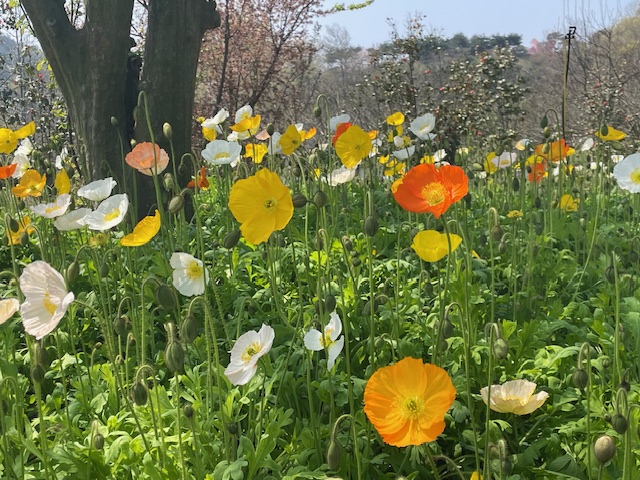 봄봄함평 이벤트