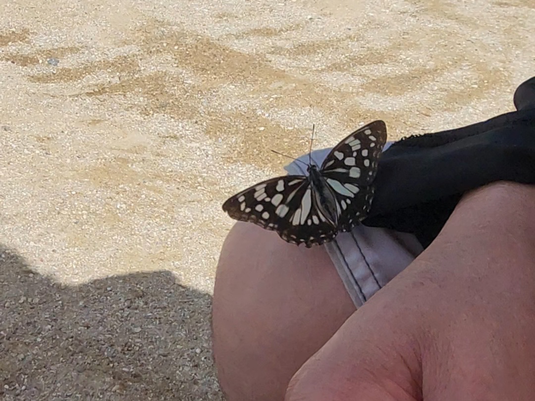 관광객 반겨주는 함평 나비🦋