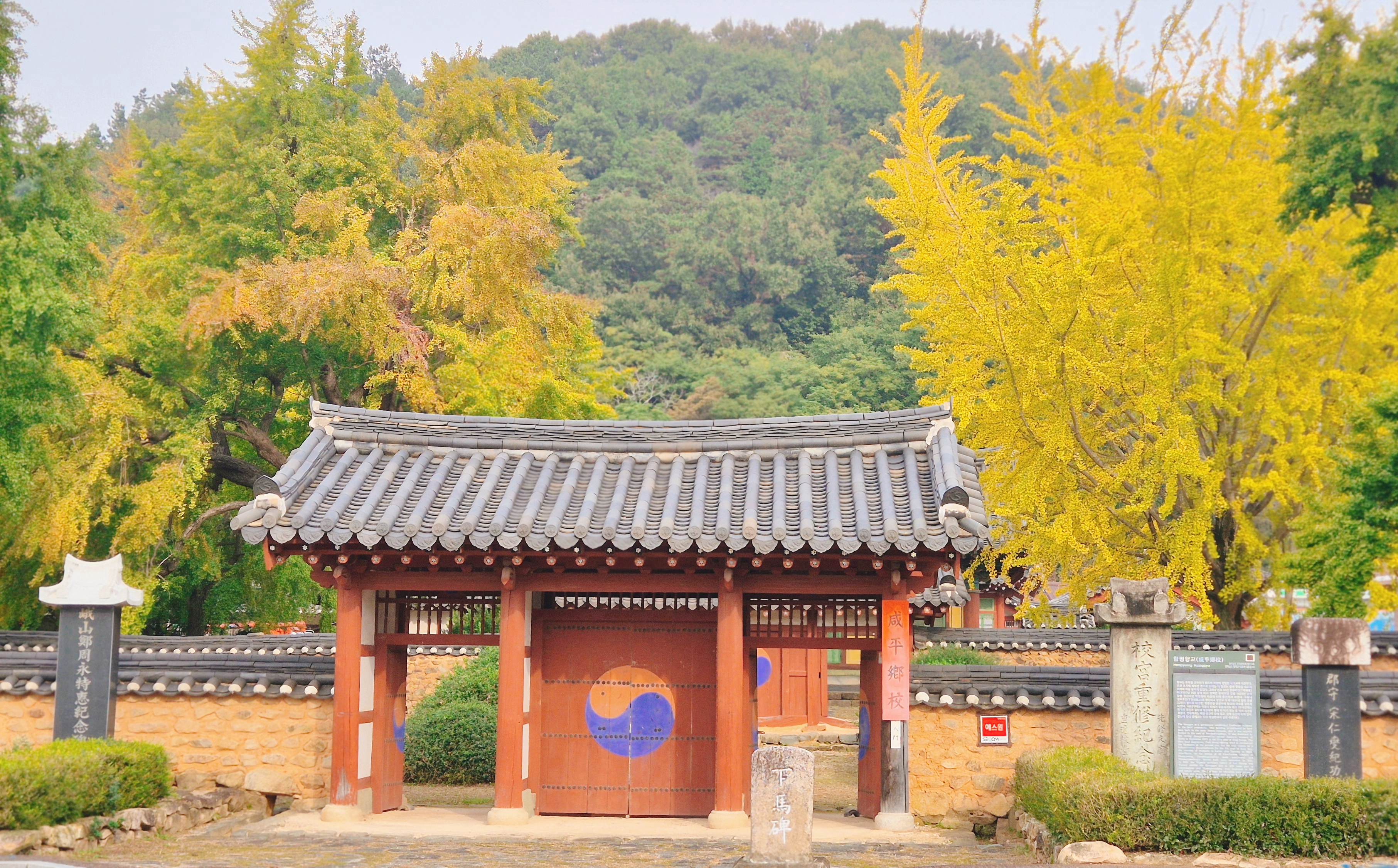 함평 향교, 은행나무 단풍구경하기 좋은 숨겨진 함평 가을 여행 코스