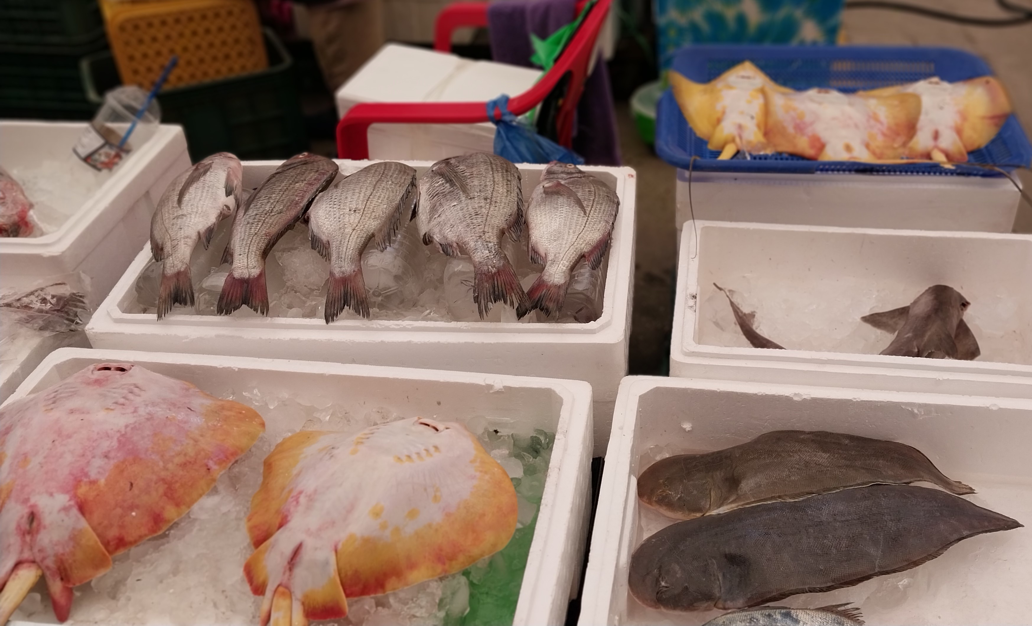 함평5일장에서 싱싱한 수산물도 구입하고