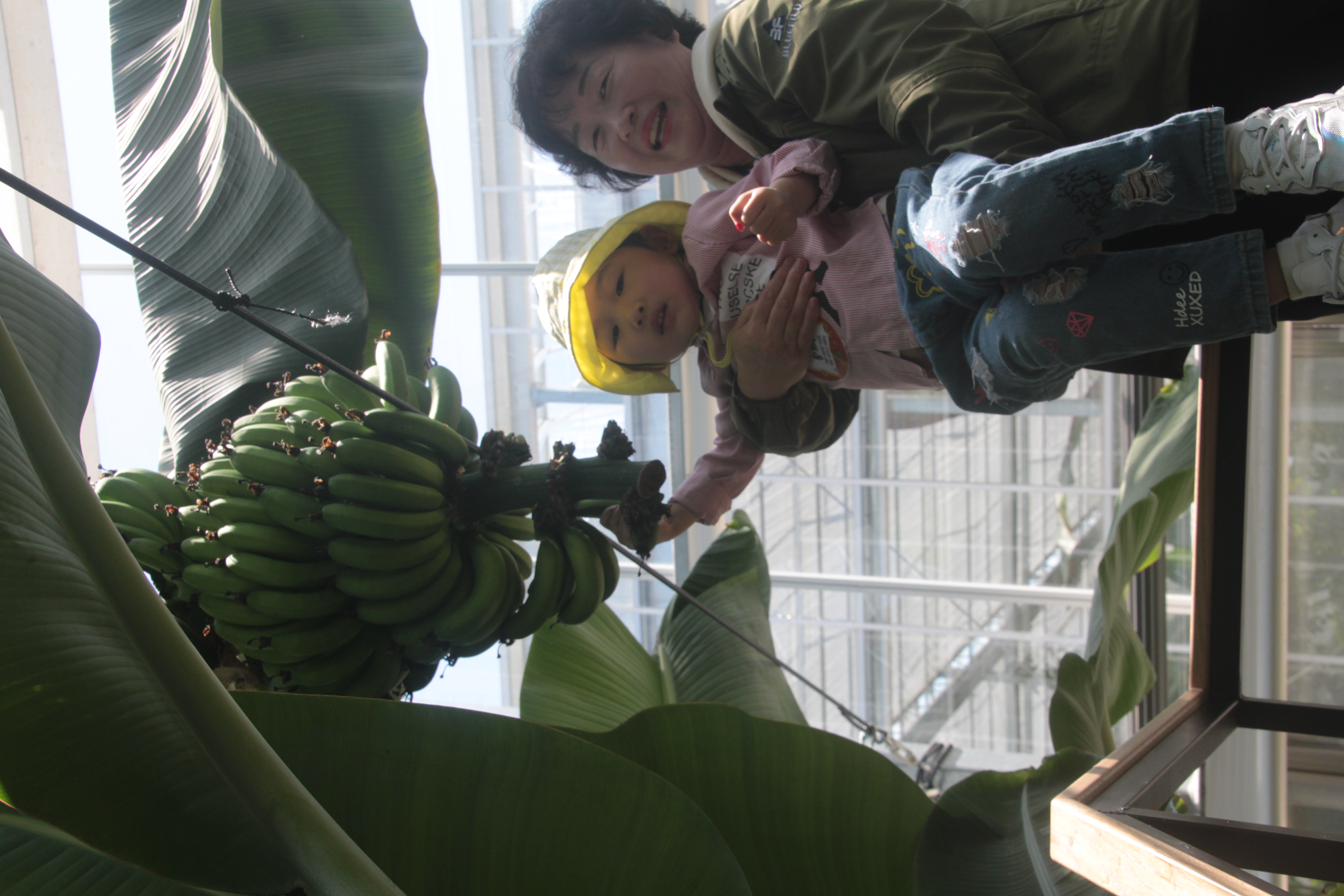 친환경농업관에서 바나나 따기 체험을 했어요<br>바나나열매가 나무에 달린것도 신기한데<br>따보기 까지 하는 경험을 하게 되니 체험을 하는 아이도, 사진을 찍어주며 지켜보는 저희도 굉장히 신기하고<br>즐거운 경험이었던것 같습니다. 최고입니다!!!
