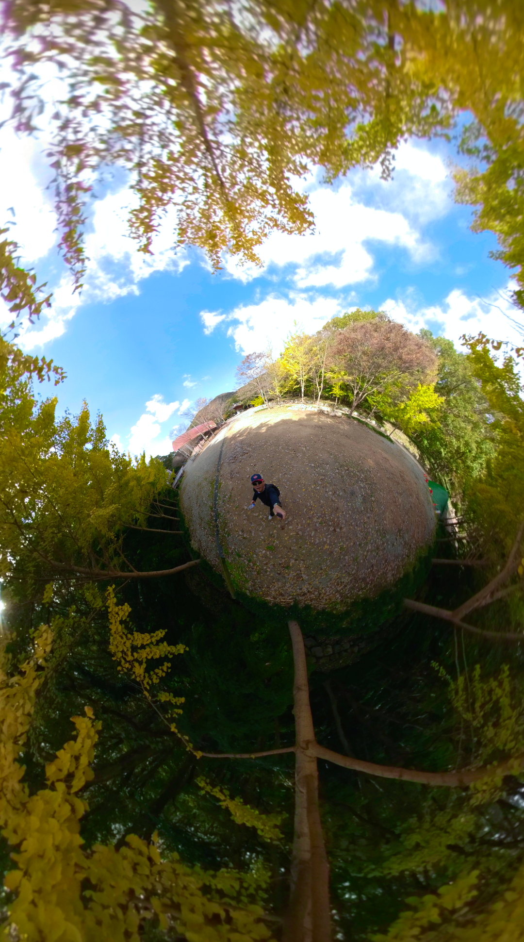 은행나무 물들기 시작