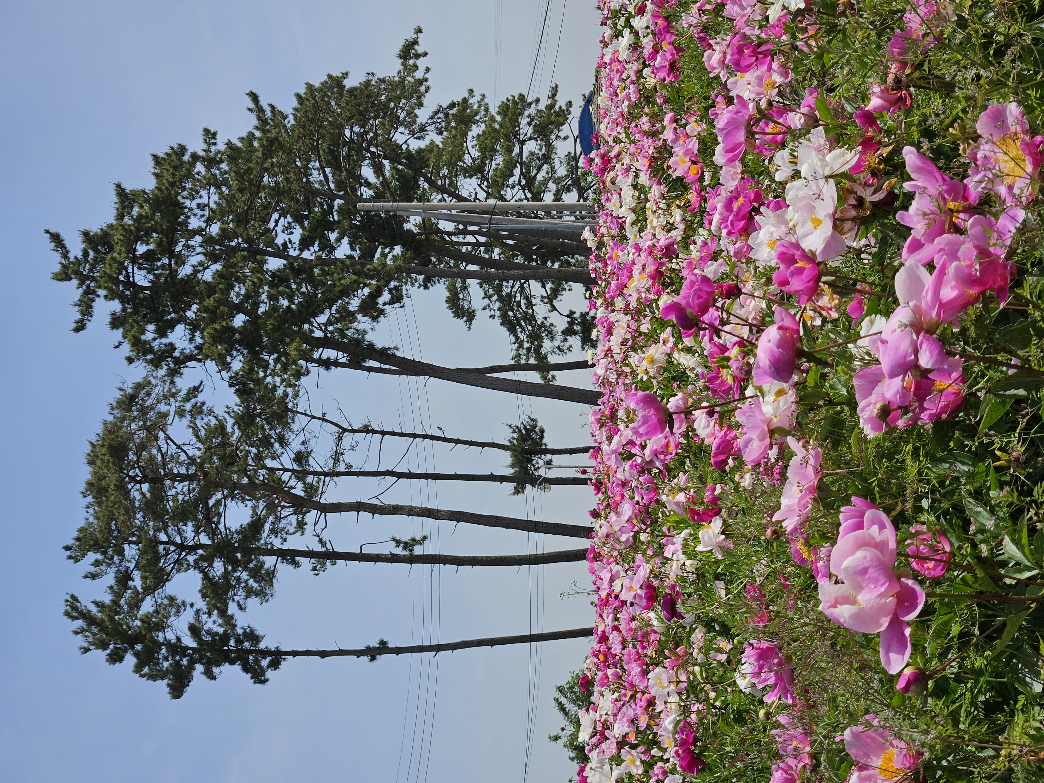 함평 여기저기 지천에 핀 작약꽃