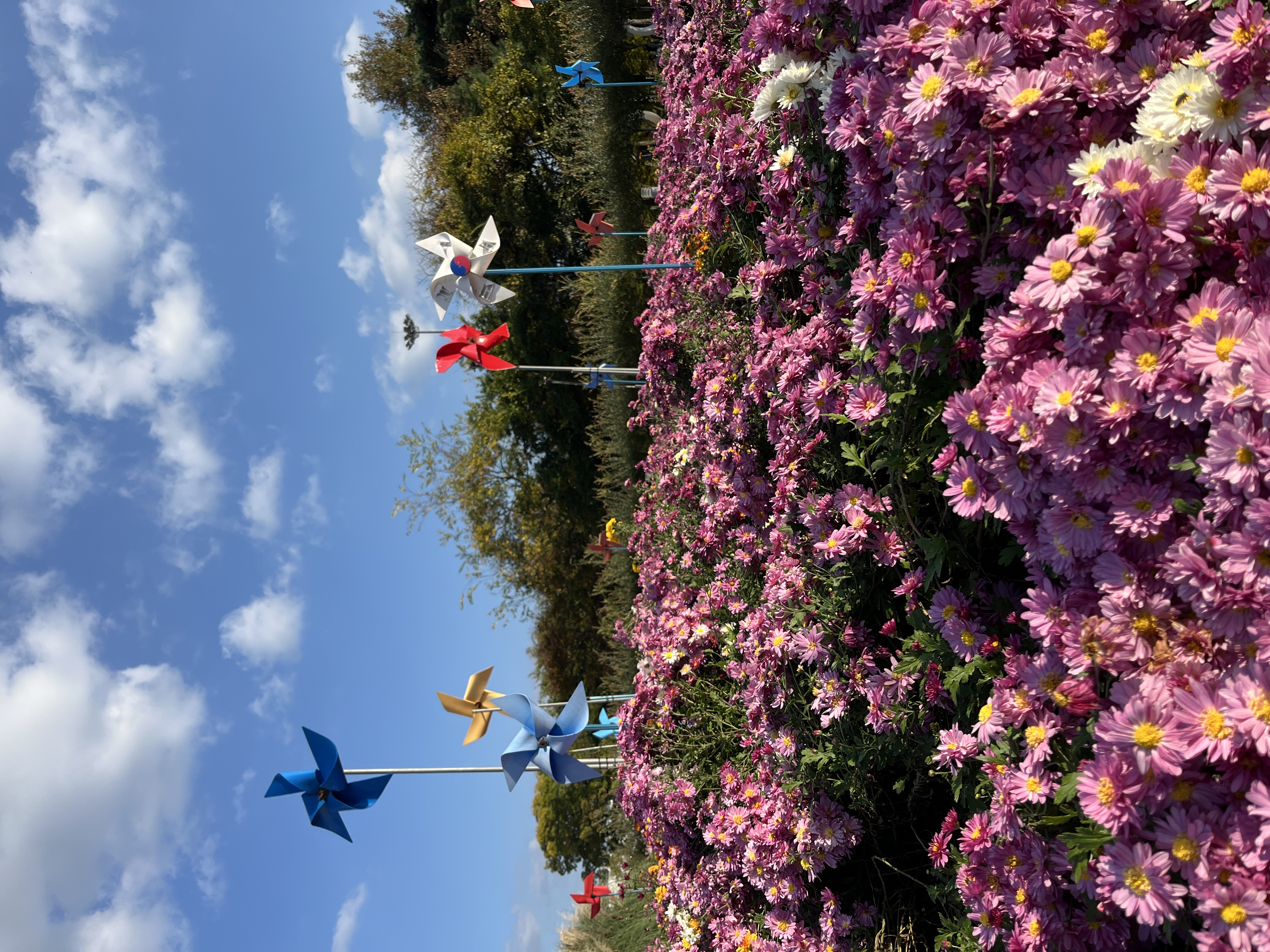 함평나들이(국향대전과 황금빛 노을)