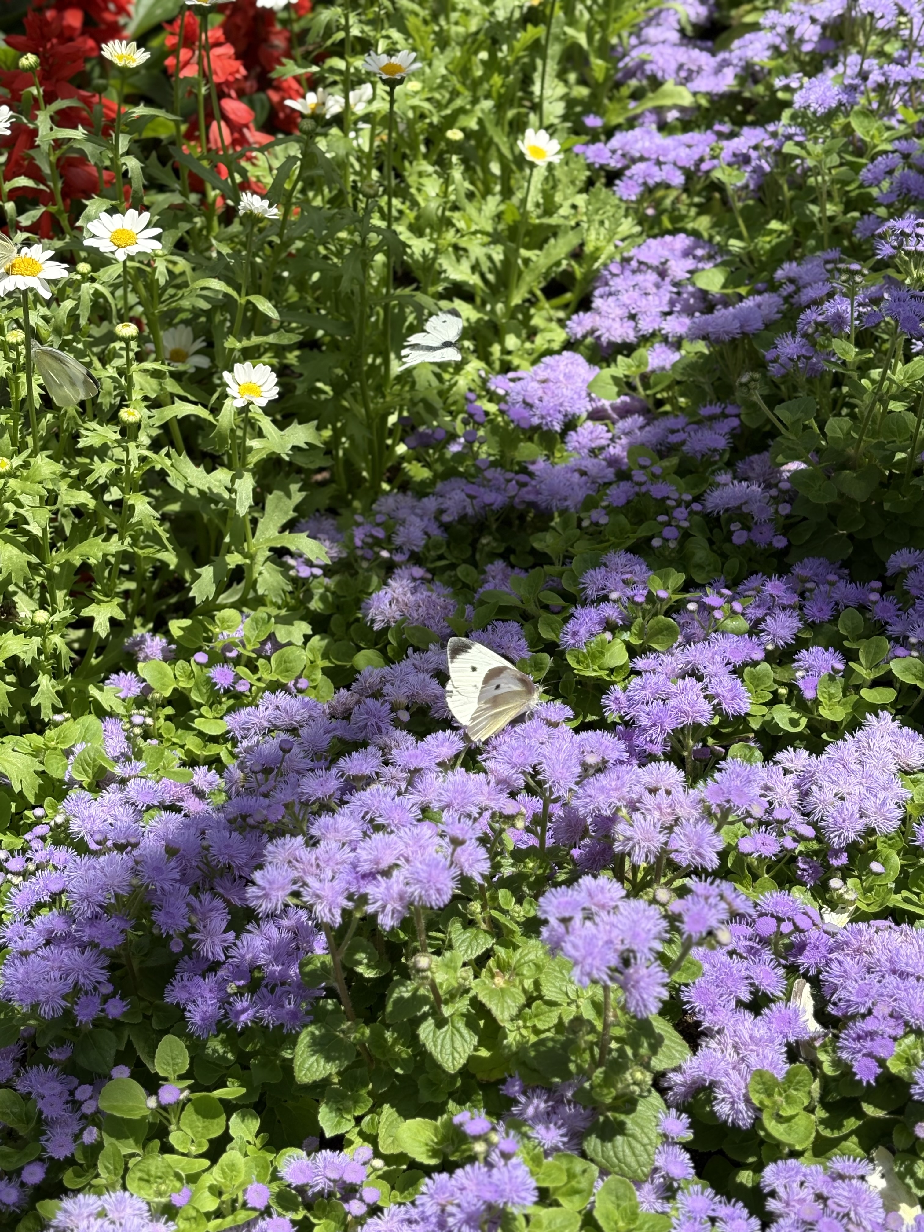 함평나비축제는 전국적으로 유명한 축제이기도 하죠! 먹거리도 풍부하고 축제장 자체가 워낙 넓찍해서 볼거리 또한 풍부해요! 사람이 많아도 쉴 공간도 넉넉하니 너무 예쁘게 보고 온 축제랍니다! 최근 나비를 더 가까이 볼 수 있는 곳도 조성되서 너무 만족하고 추천드리고 싶은 곳이에요! 내년 나비축제도 기대됩니다 🦋