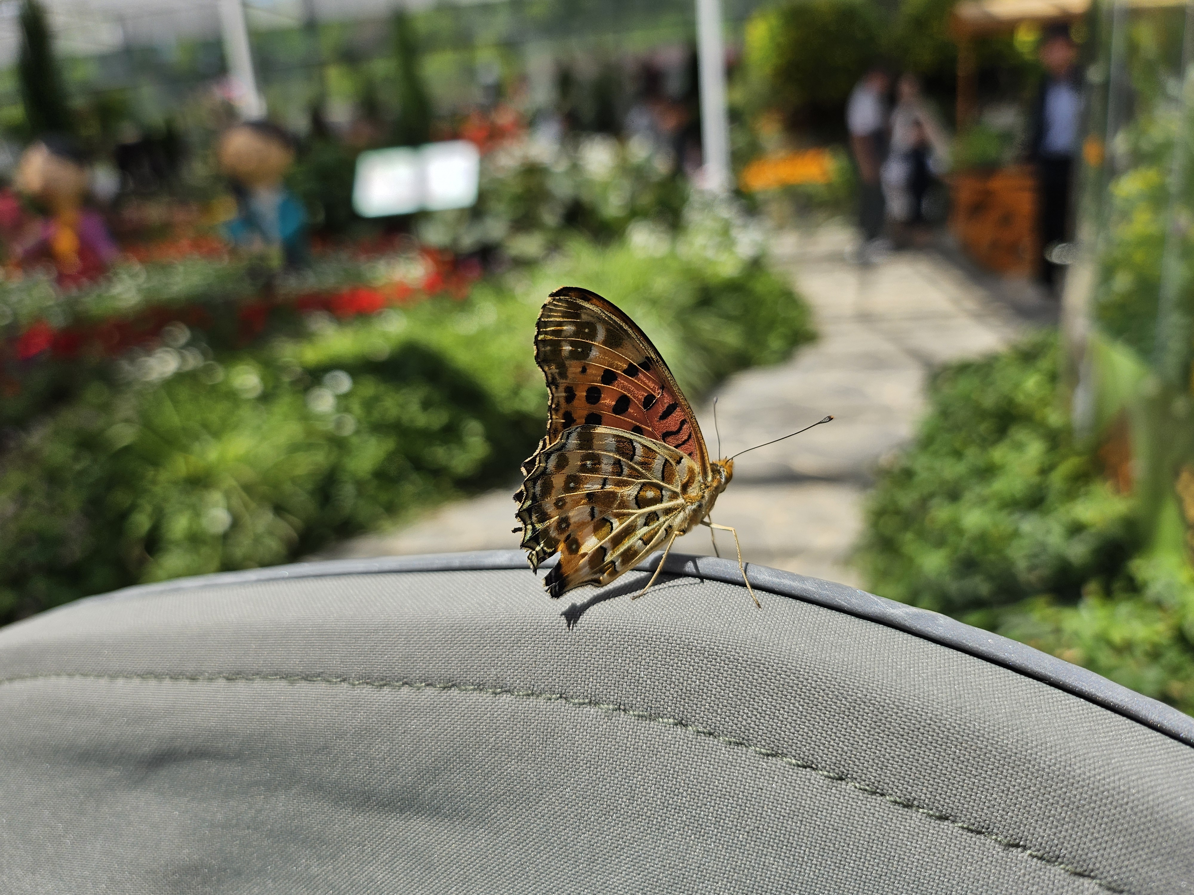 매년 찾게되는 함평나비축제