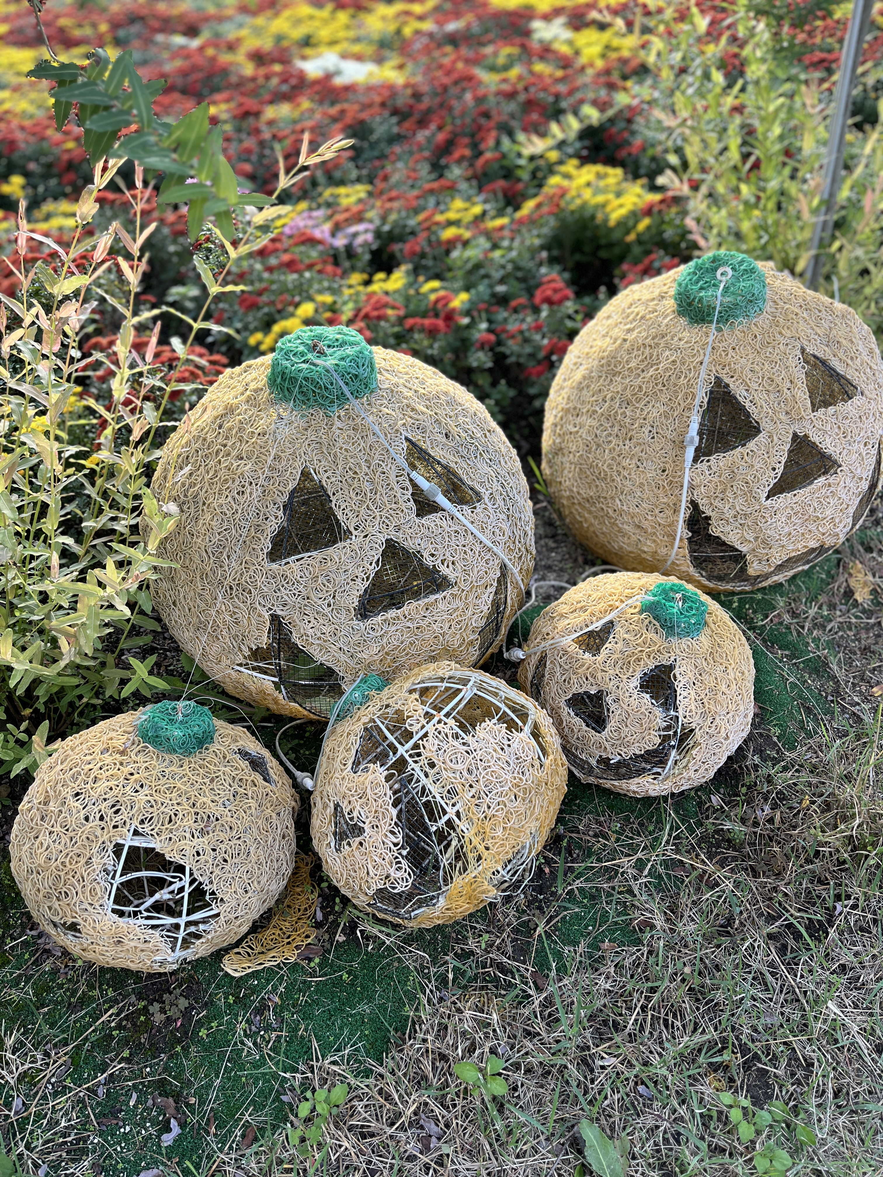 함평나들이(국향대전과 황금빛 노을)