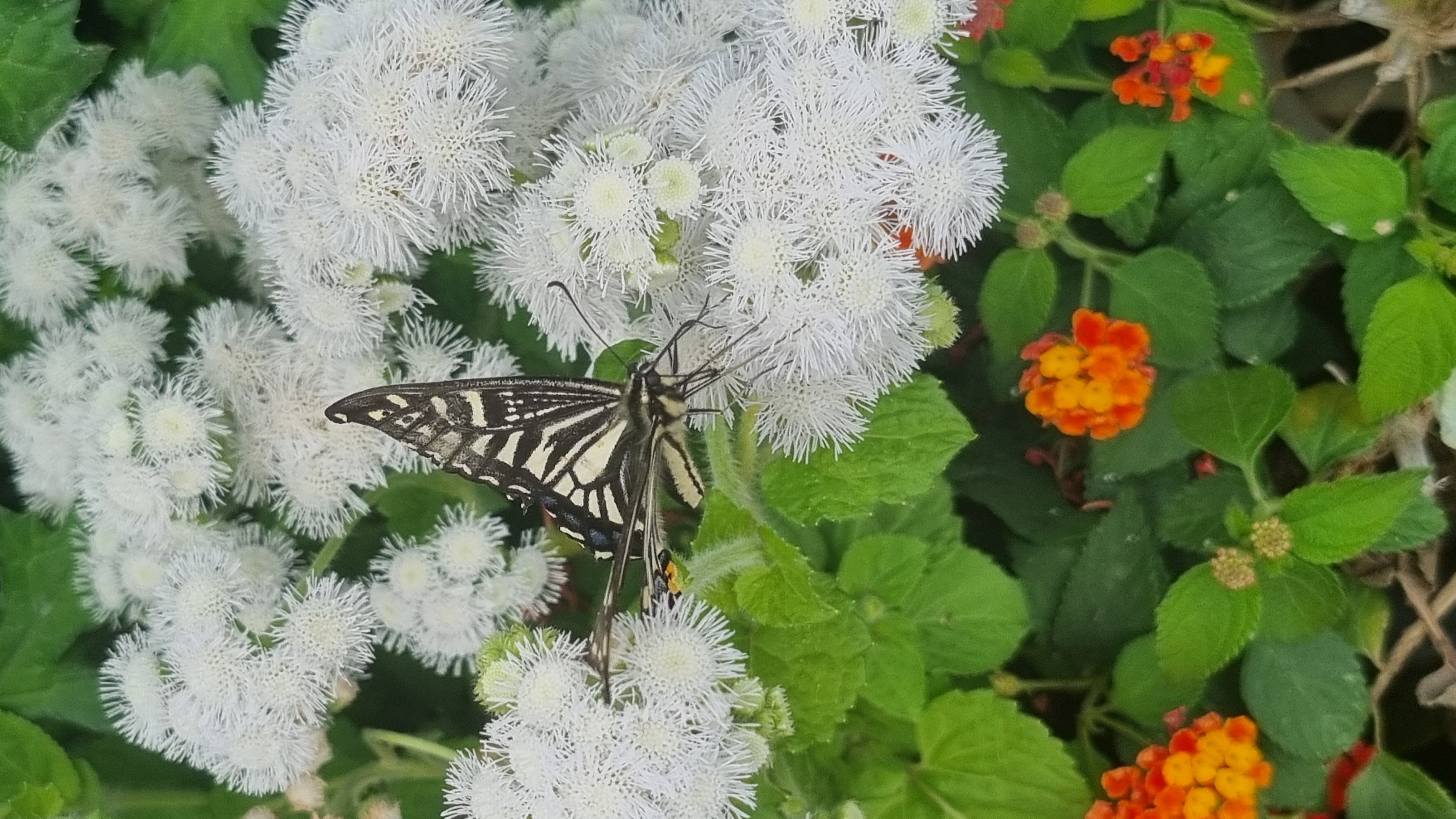봄에 함평나비축제 같이 즐겨요