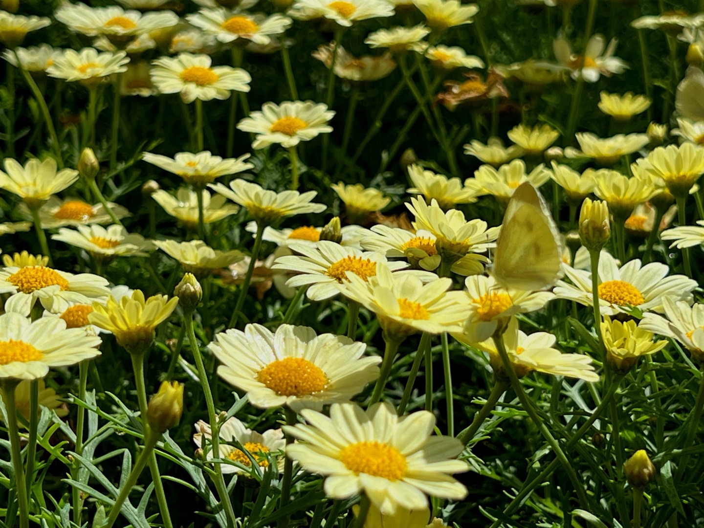 나비곤충생태관