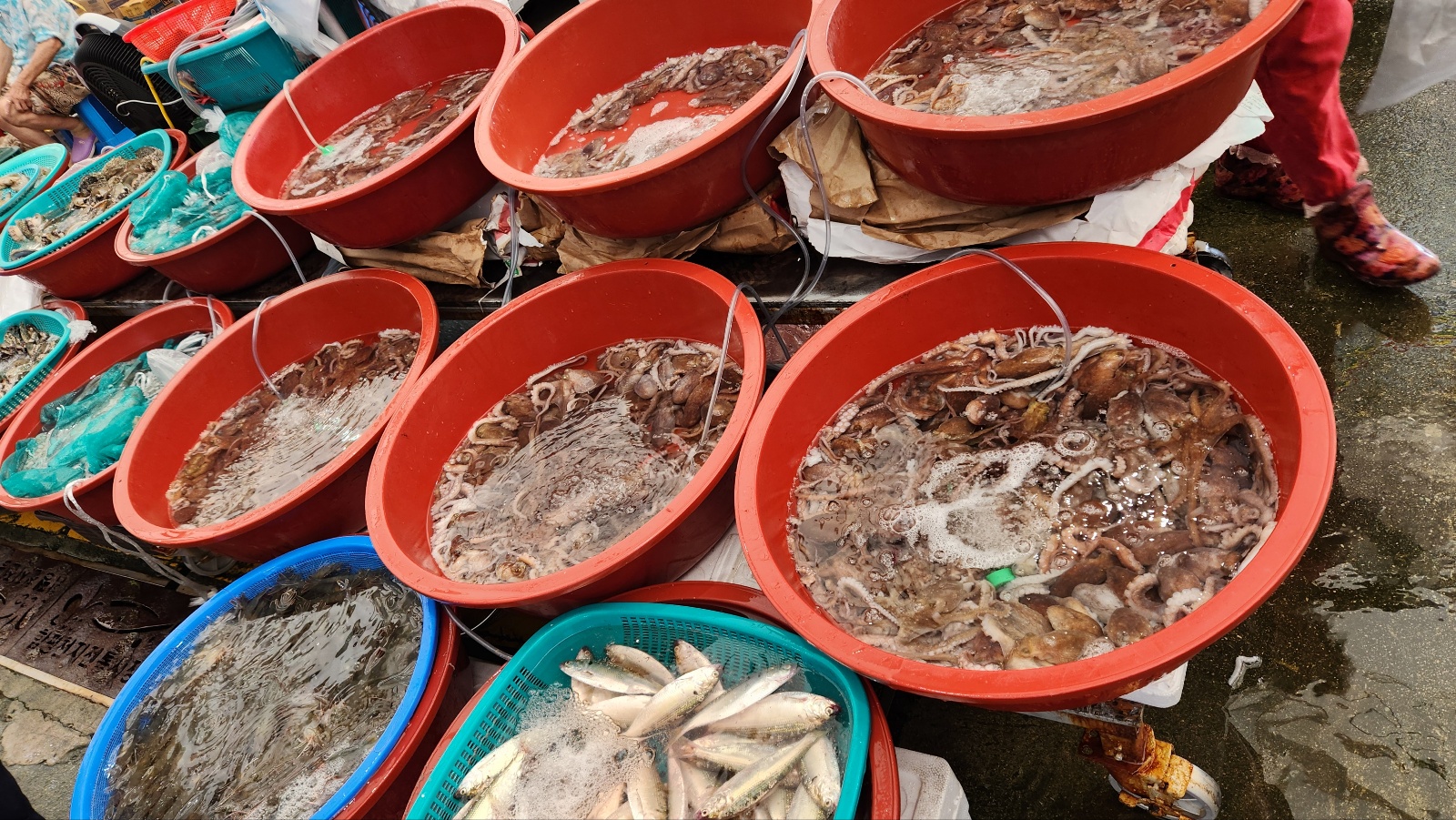 즐길거리가 너무 많은 함평여행. 1박2일 알차게 즐기는 방법