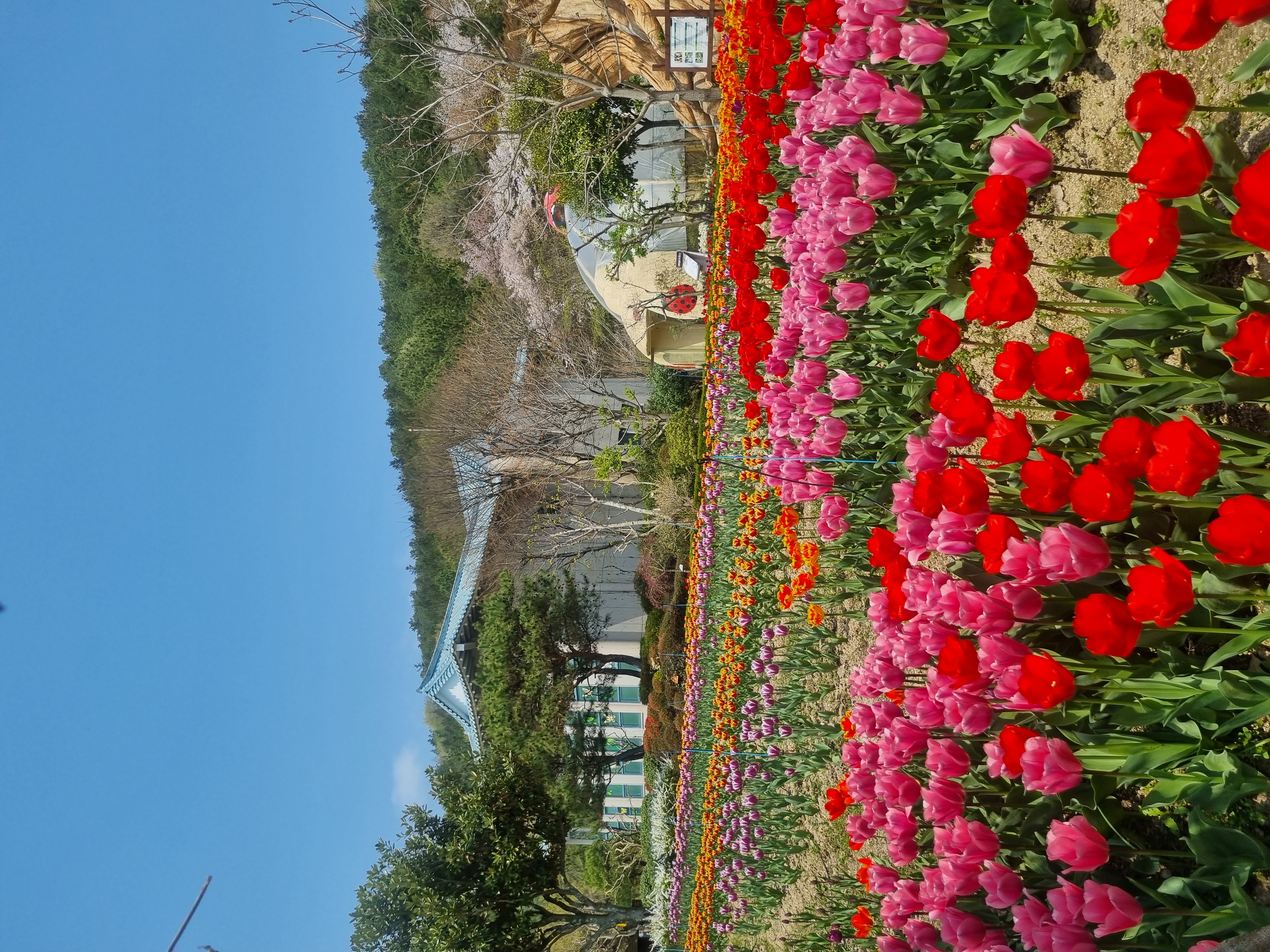 꽃향기 마저 담아오고 싶었던 튤립정원 🌷