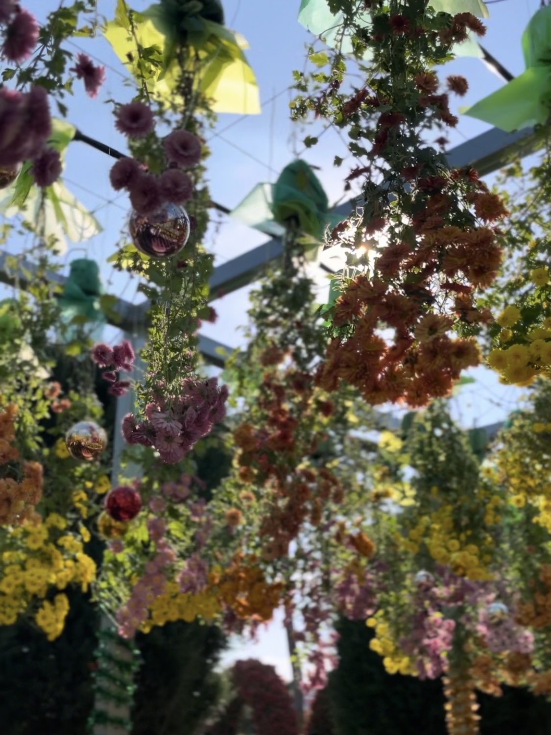 함평나들이(국향대전과 황금빛 노을)