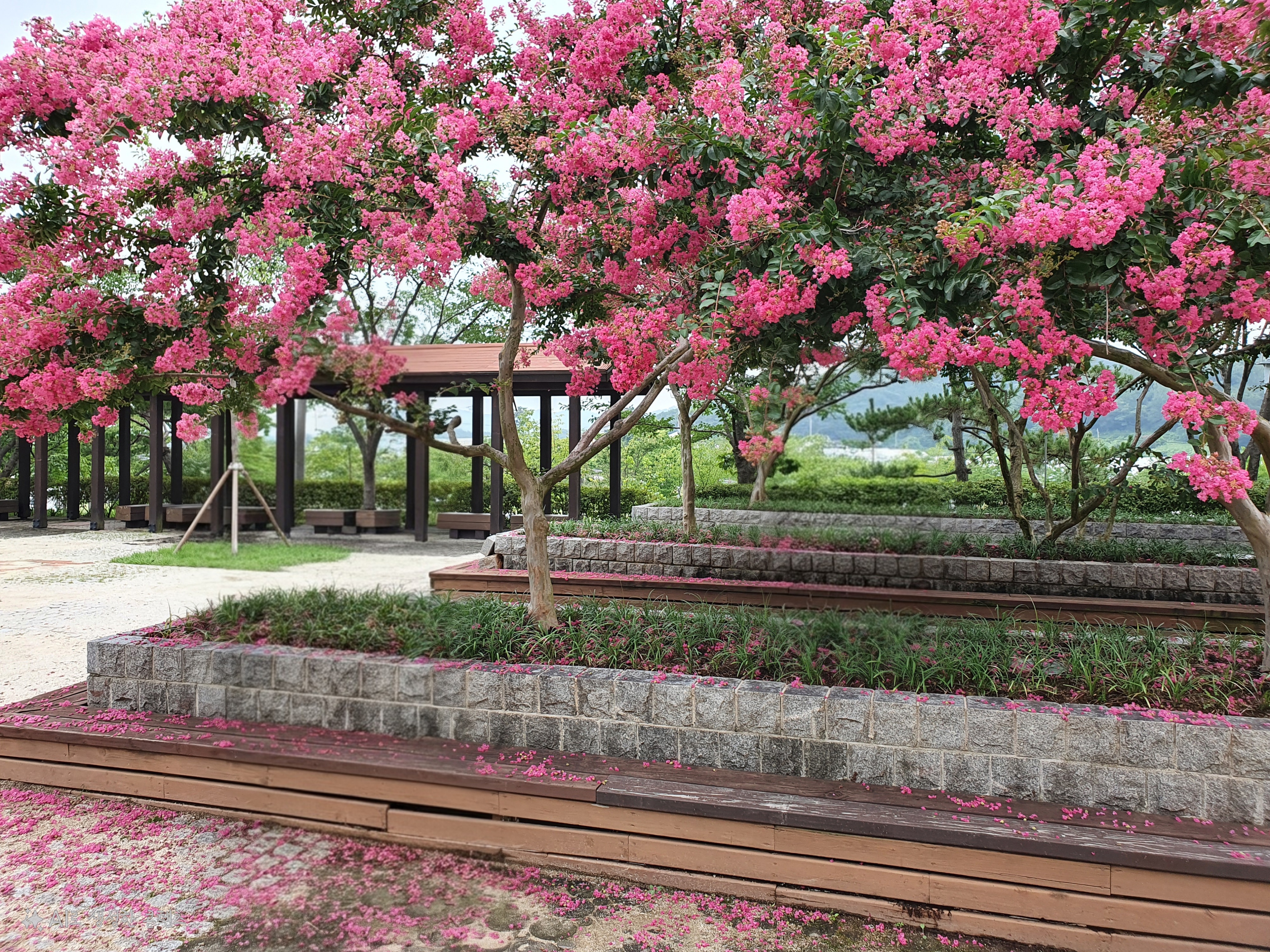 여름엔 배롱나무! 생태공원으로 들어오면 배롱나무가 너무 예쁘게 피어있습니다.