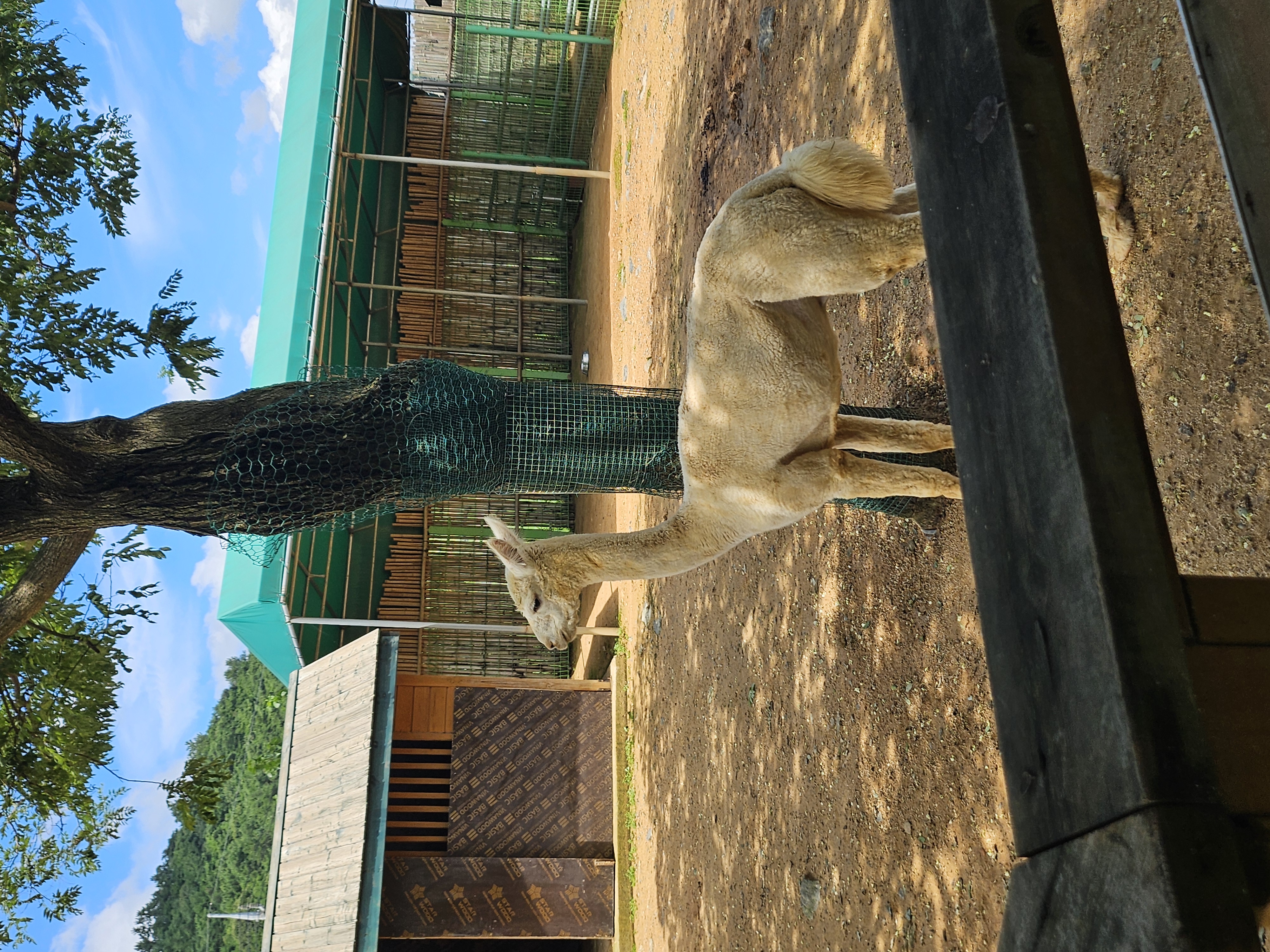 함평파충류박물관<br>생애 첫 알파카 영접~!