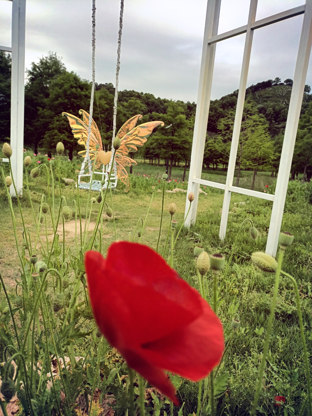 함평의 나비축제 봄이오고있음을 느끼면서