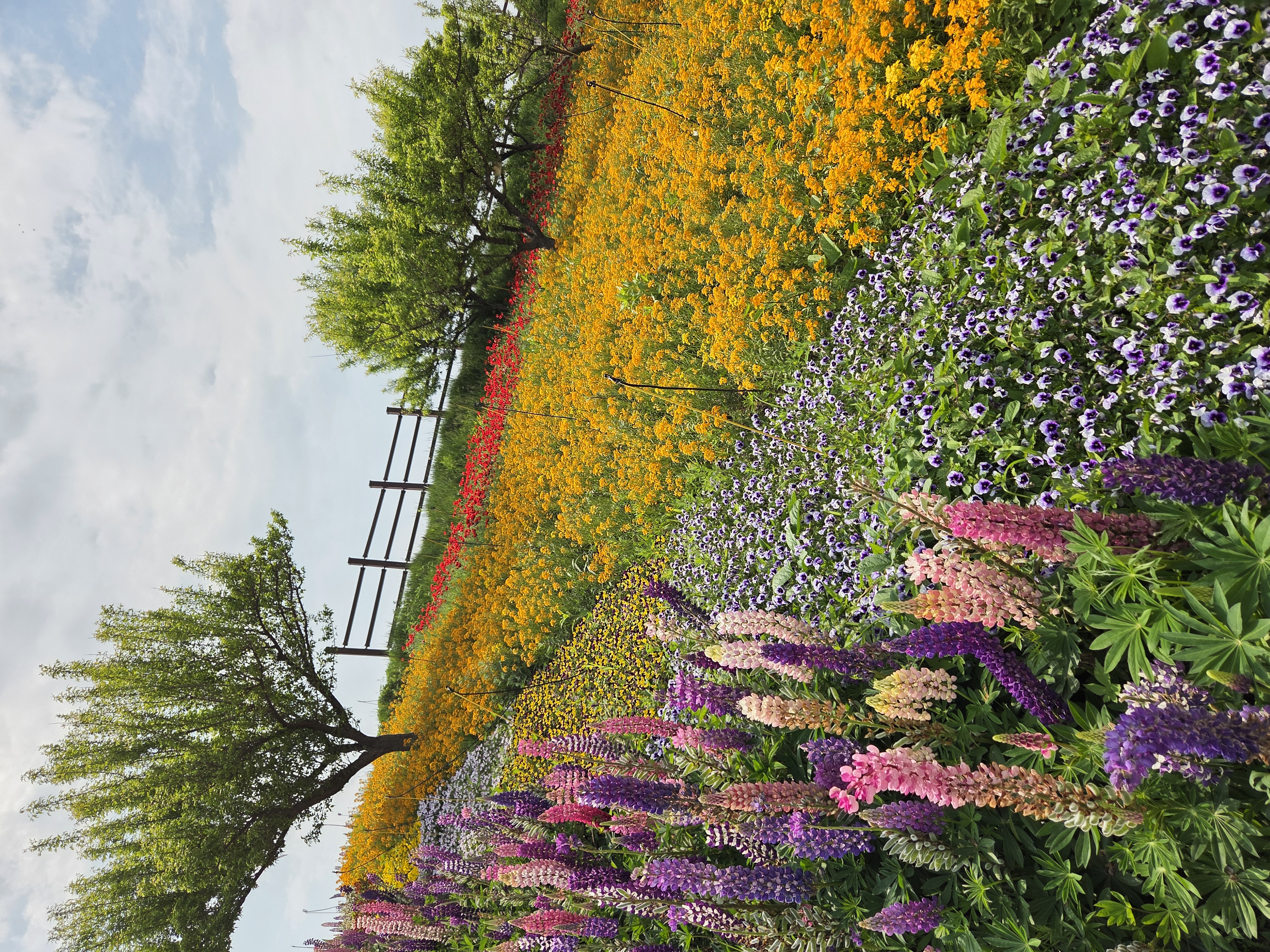 함평 엑스포 공원 입구부터 다채로운 봄꽃의 색과 향기의 만연이었습니다. 너무 예쁩니다.