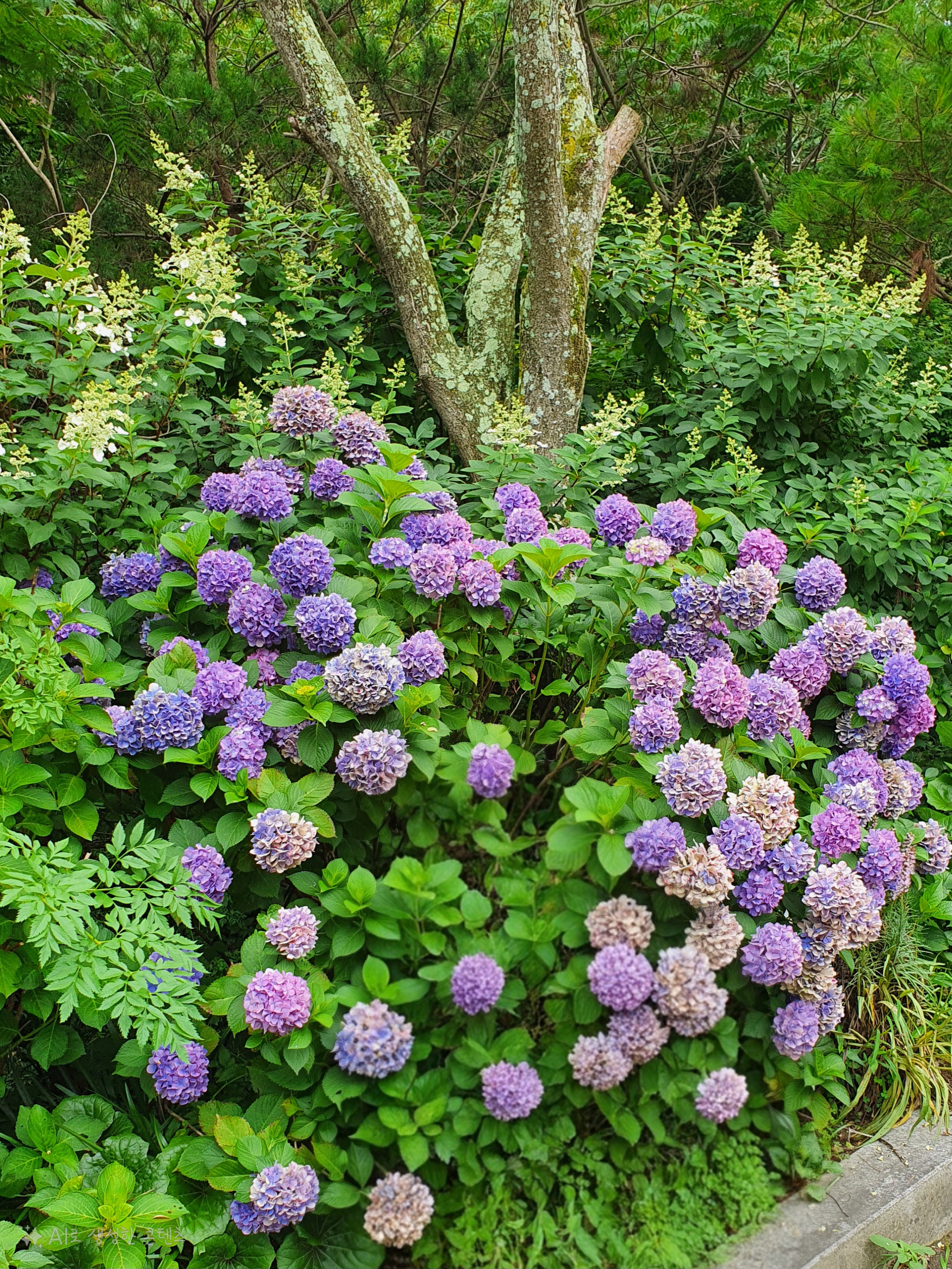 색색이 수국 또한 여름 꽃이죠 들어가는 길목마다 너무 예뻤습니다.